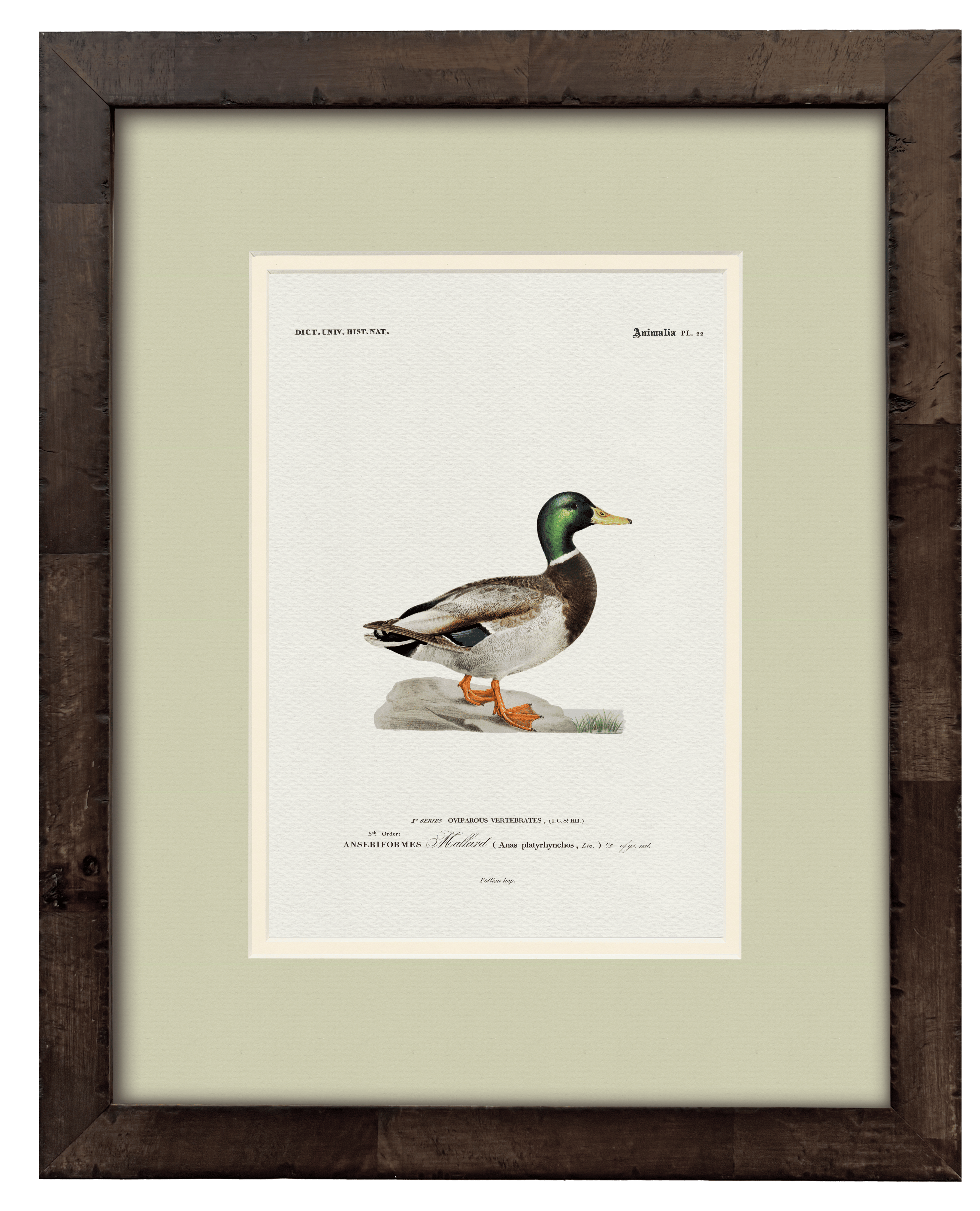 Mallard vintage duck illustration art print — styled room display