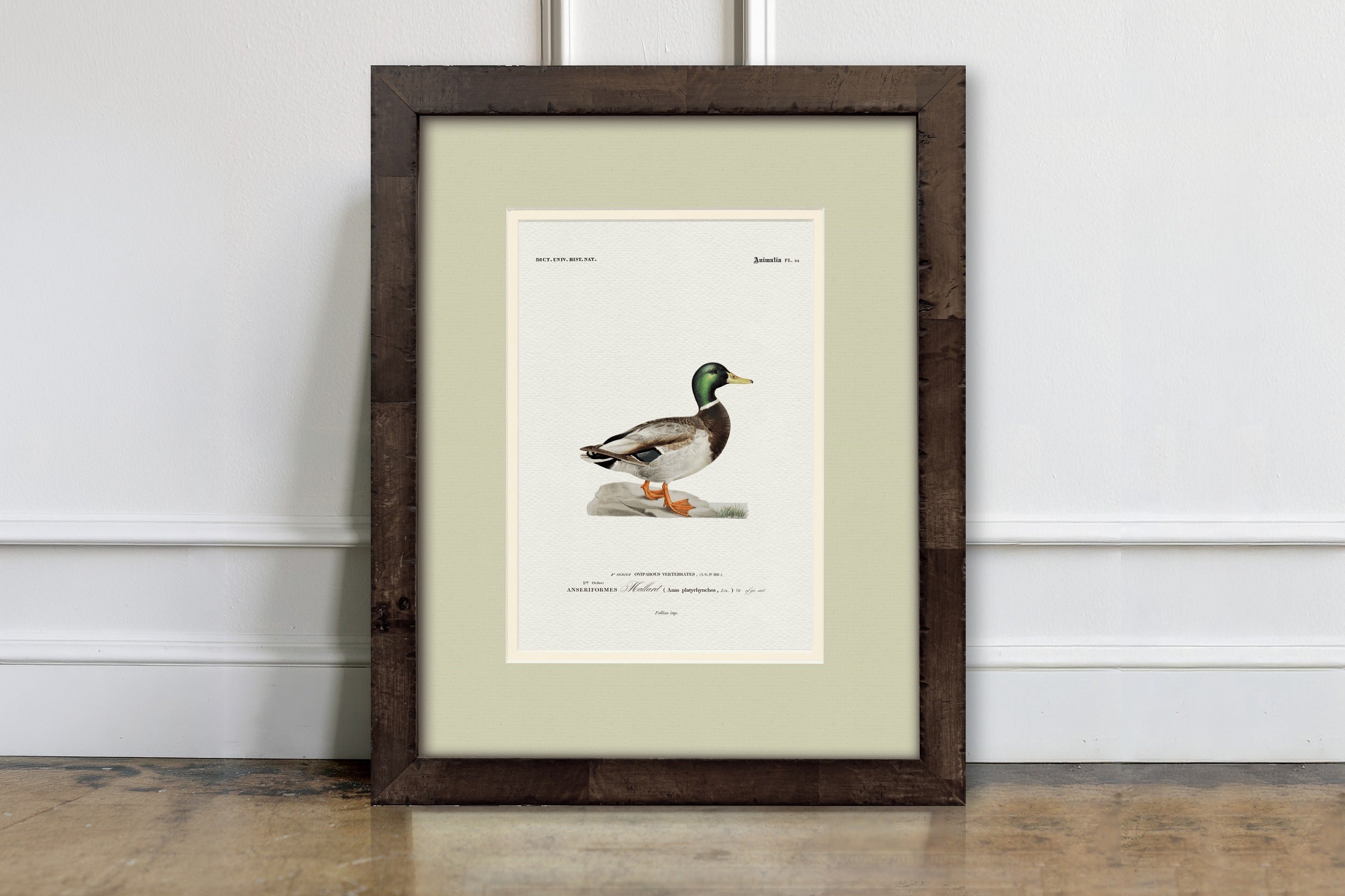 Wood Duck 19th Century Lithograph Art Print | Providence Art Reserve