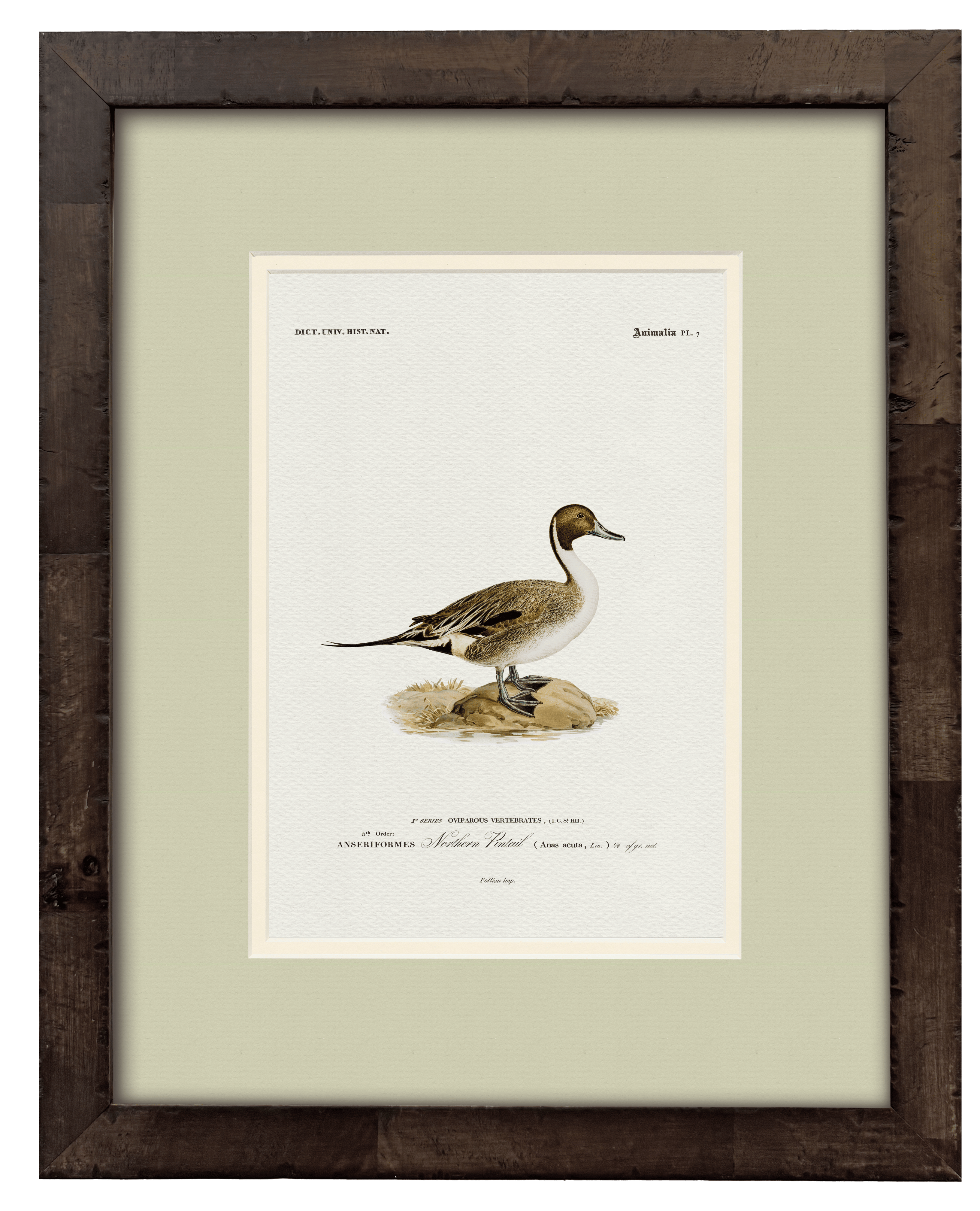 Northern Pintail art print — styled room view