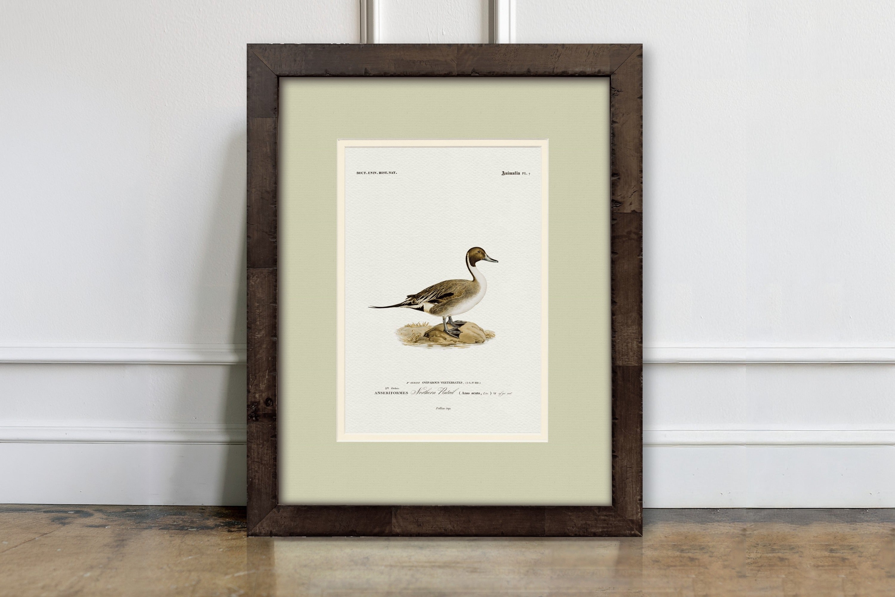 Vintage Duck Illustrations - Northern Pintail