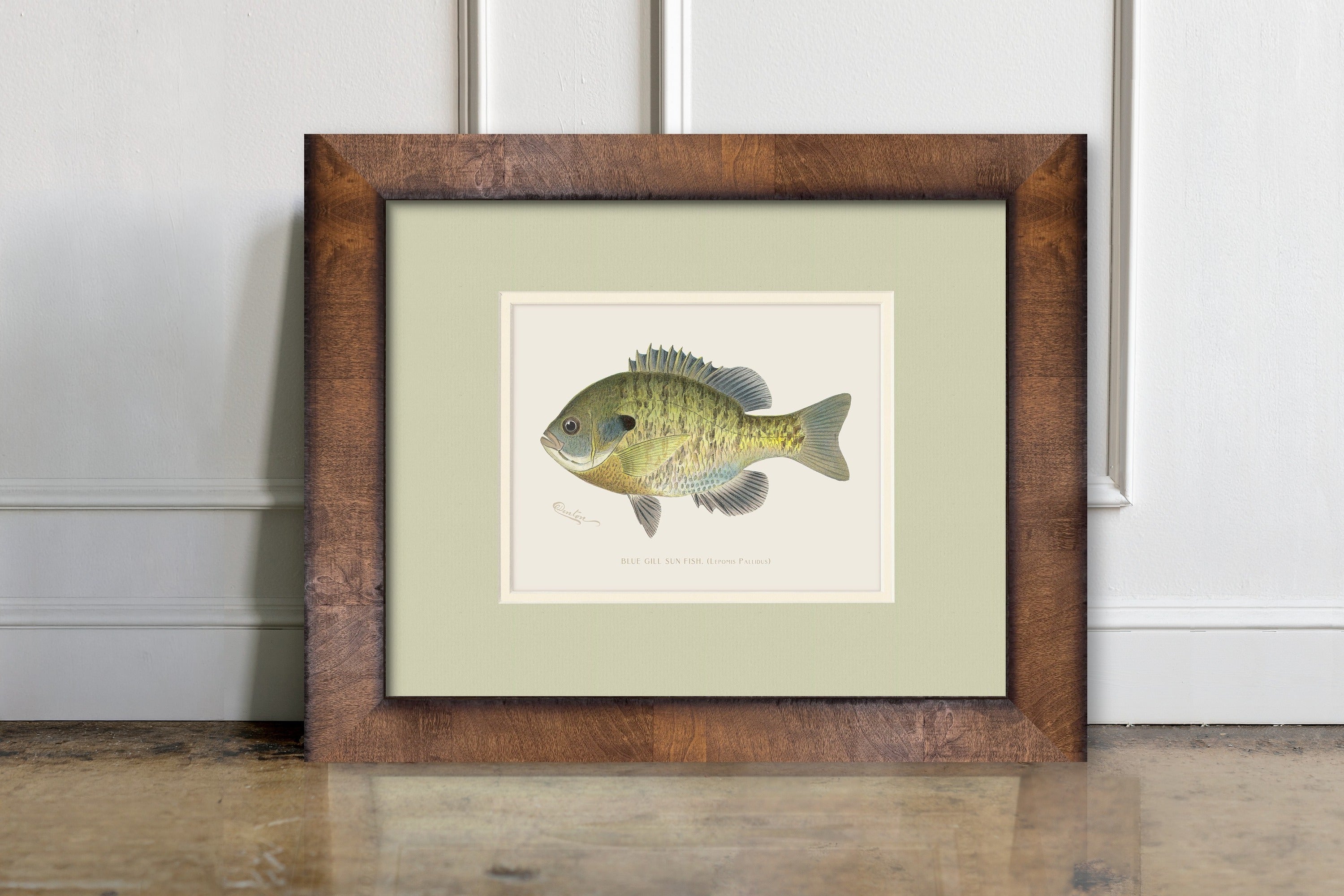 Vintage Freshwater Fish Illustrations - Bluegill Sunfish