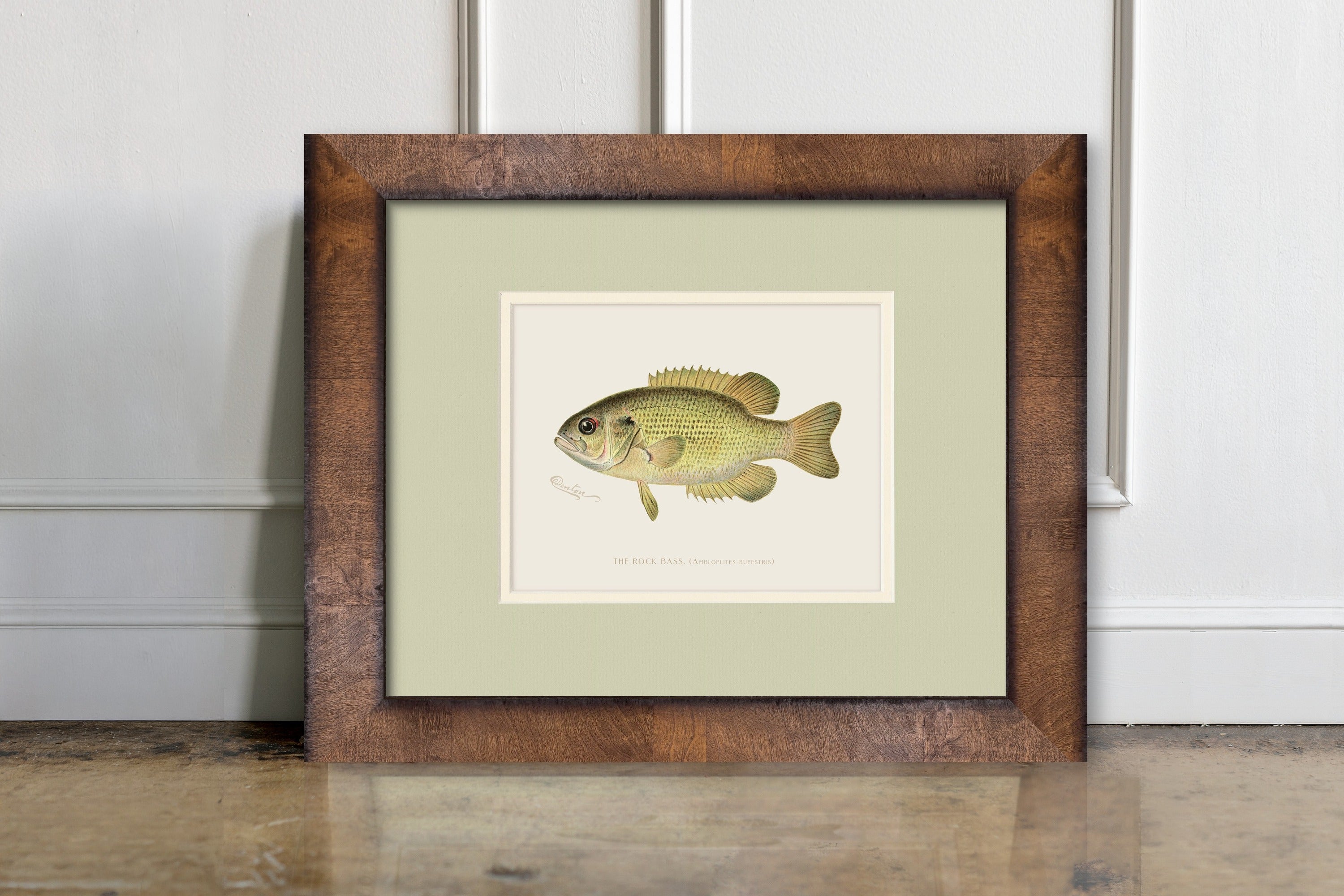 Vintage Freshwater Fish Illustrations - Rock Bass