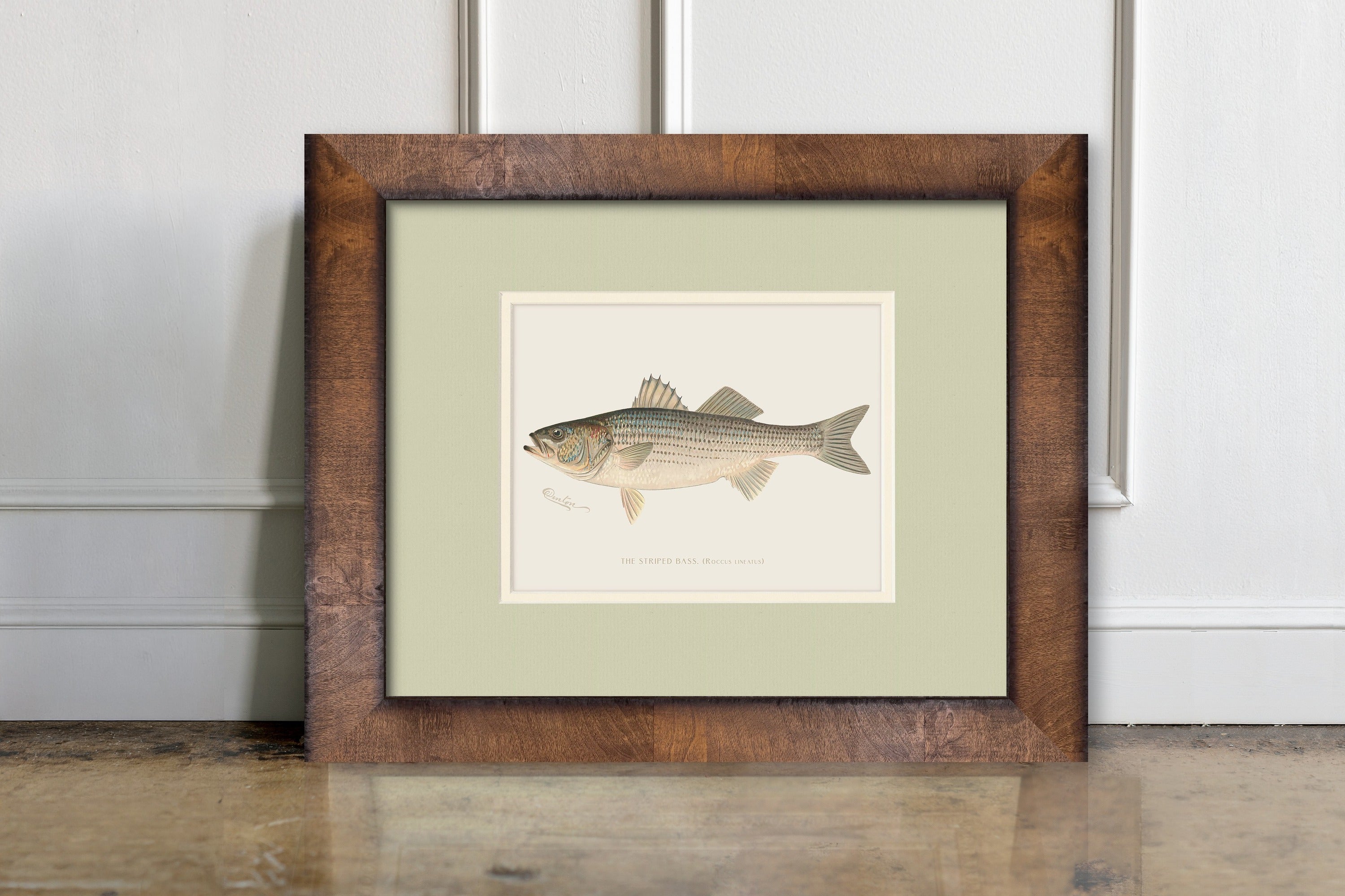Vintage Freshwater Fish Illustrations - Striped Bass