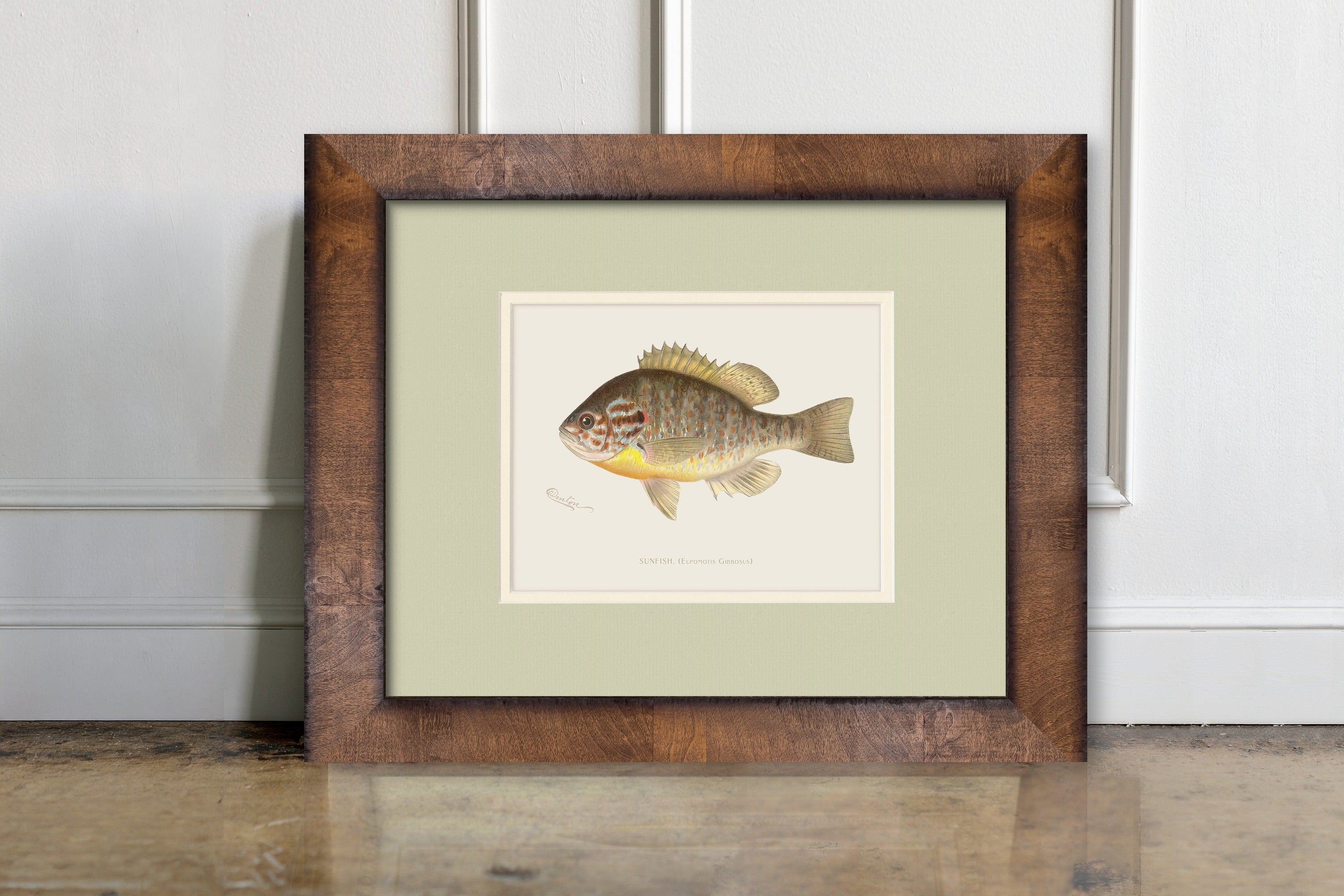Vintage Freshwater Fish Illustrations - Sunfish