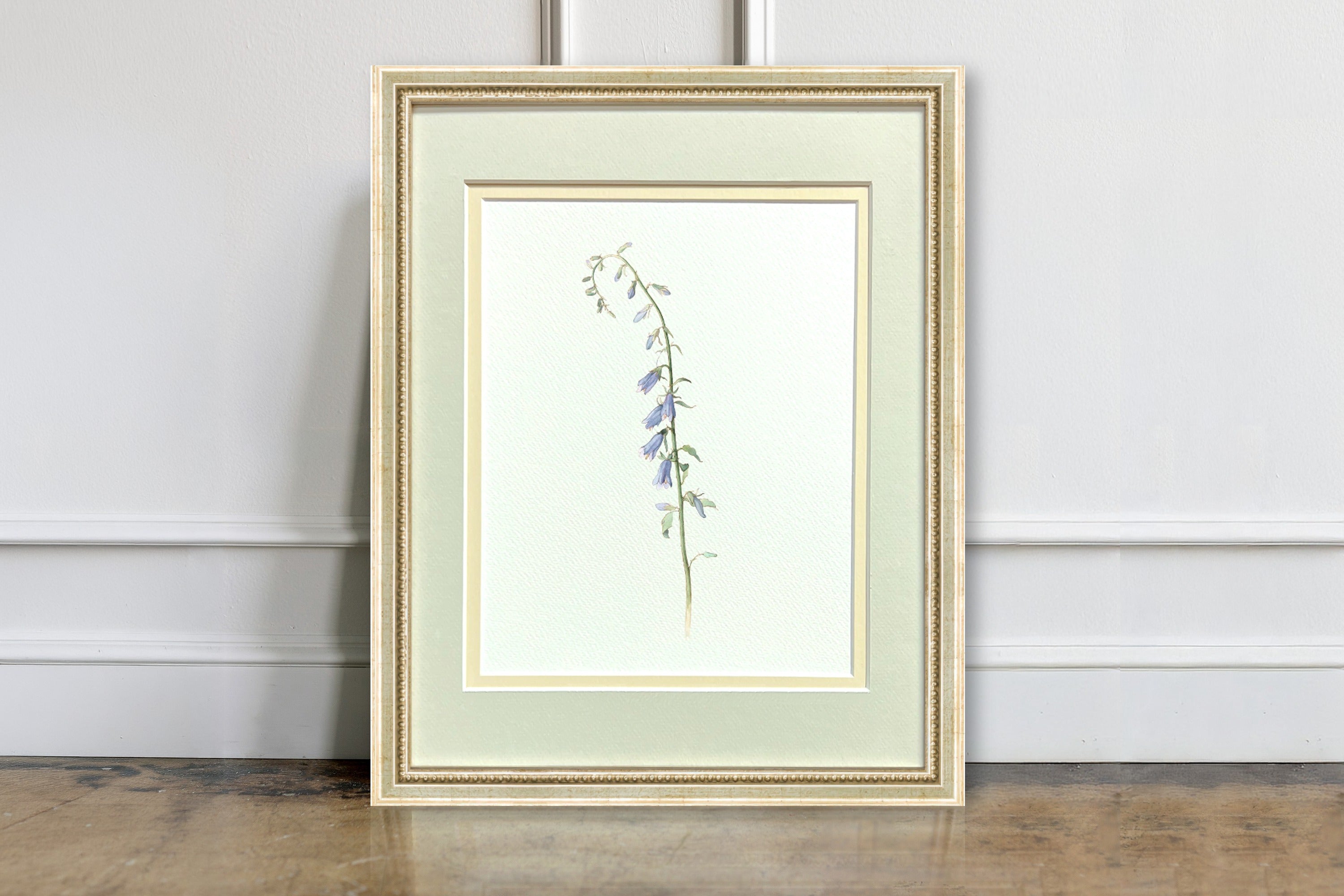 Watercolor Botanical Illustrations - Campanula