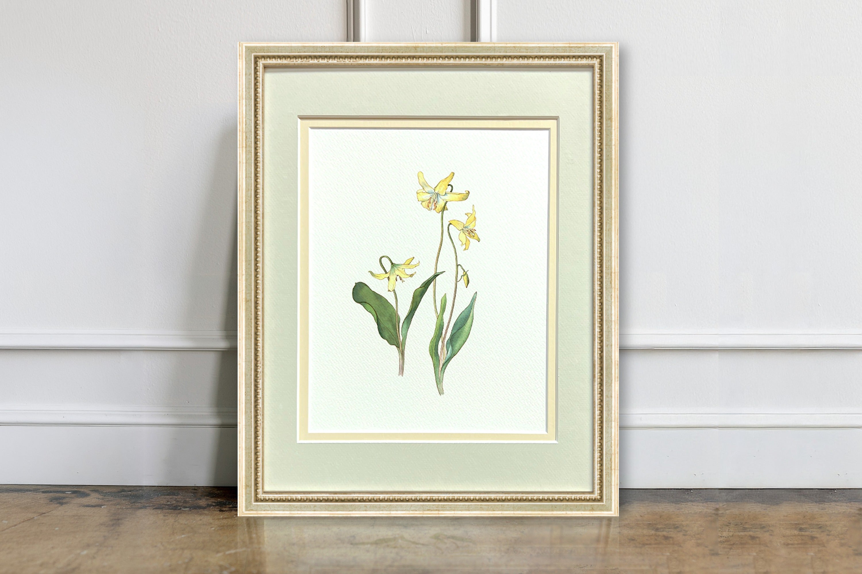 Watercolor Botanical Illustrations - Dogtooth Violet