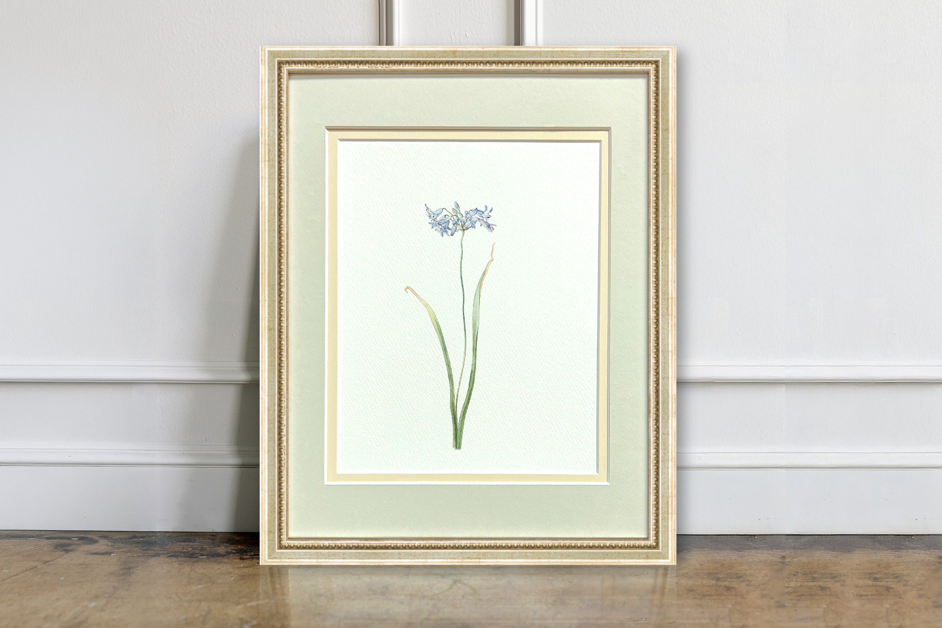 Watercolor Botanical Illustrations - Indian Hyacinth