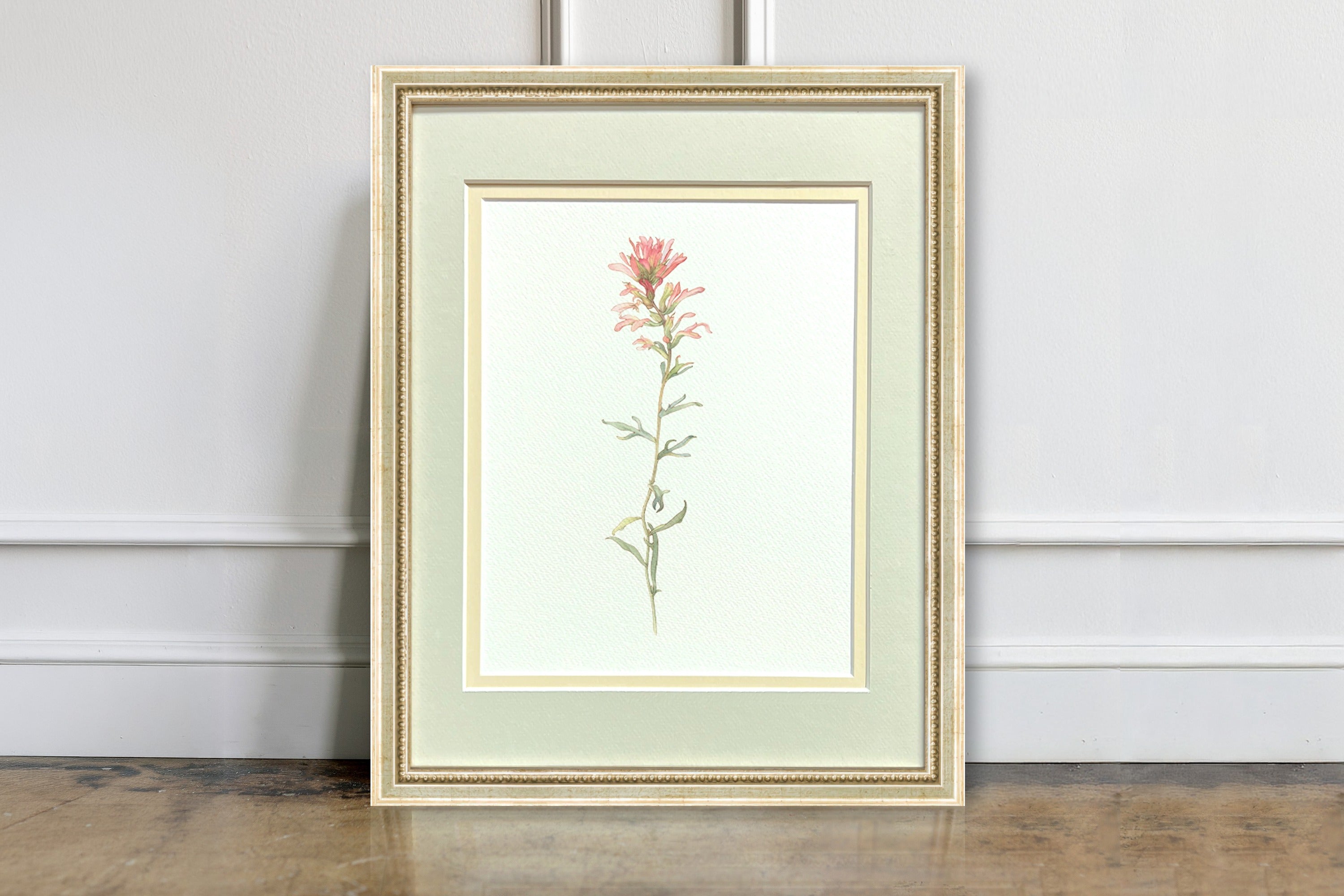 Watercolor Botanical Illustrations - Indian Paintbrush