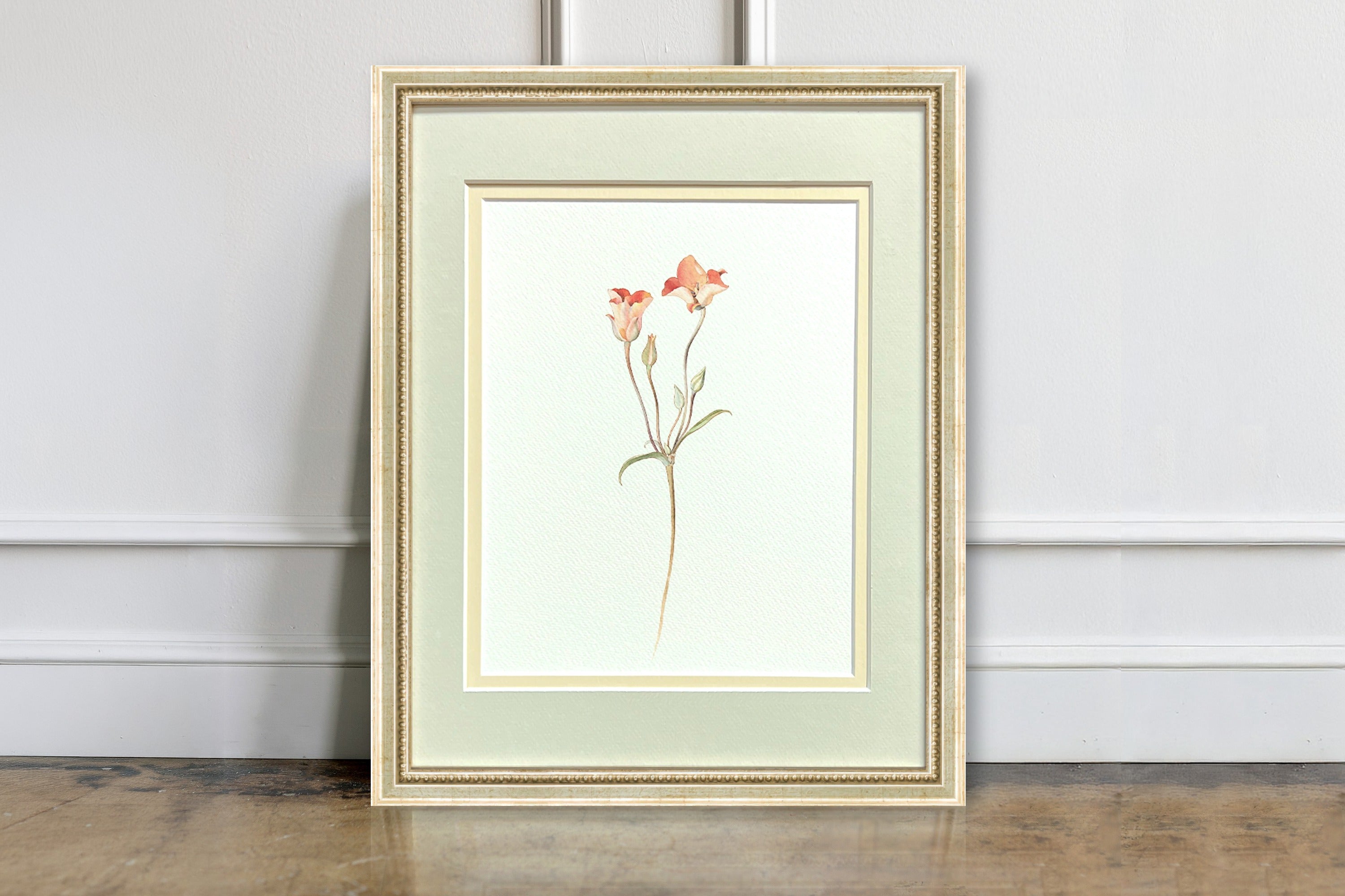 Watercolor Botanical Illustrations - Orange Mariposa