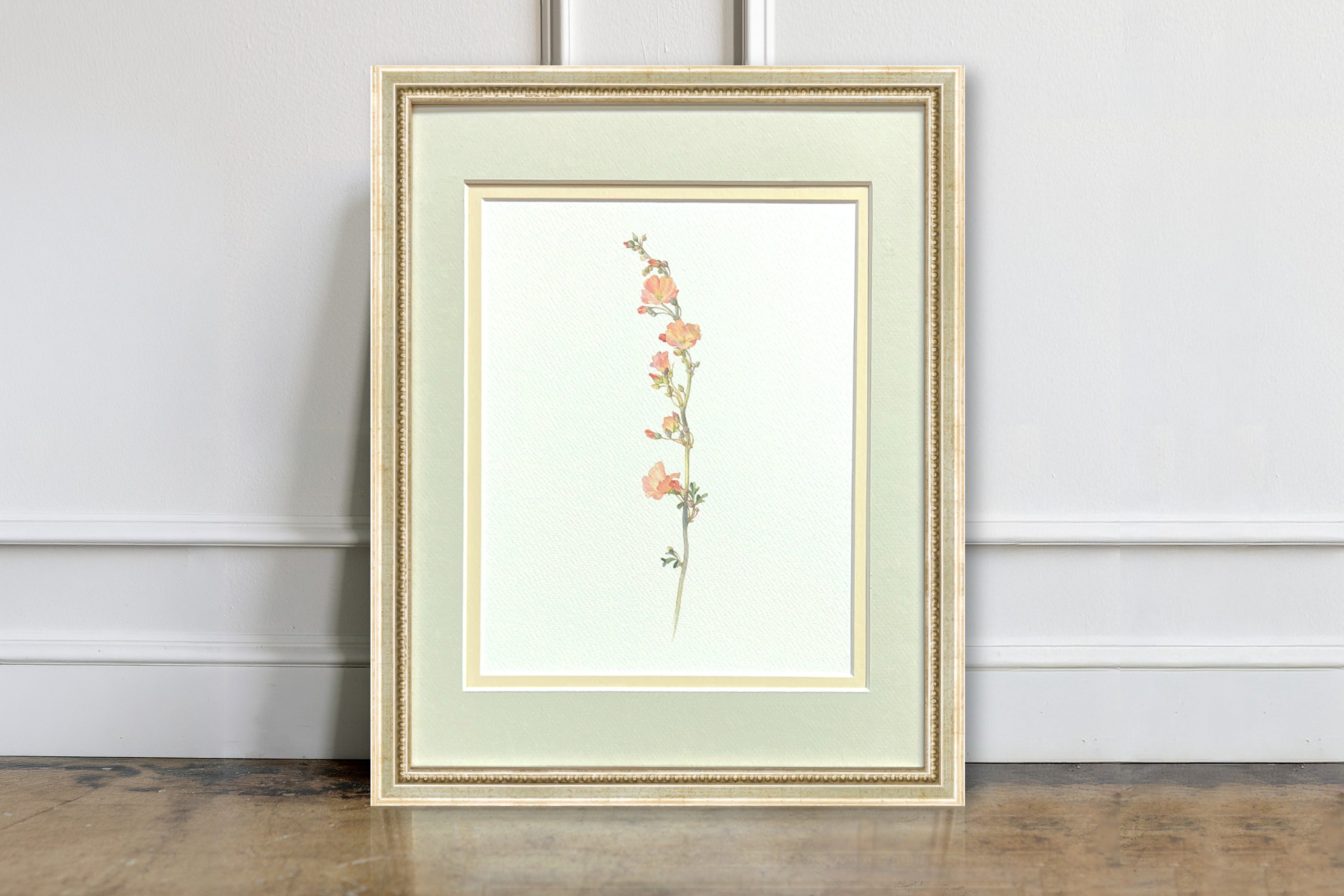 Watercolor Botanical Illustrations - Salmon Globe Mallow