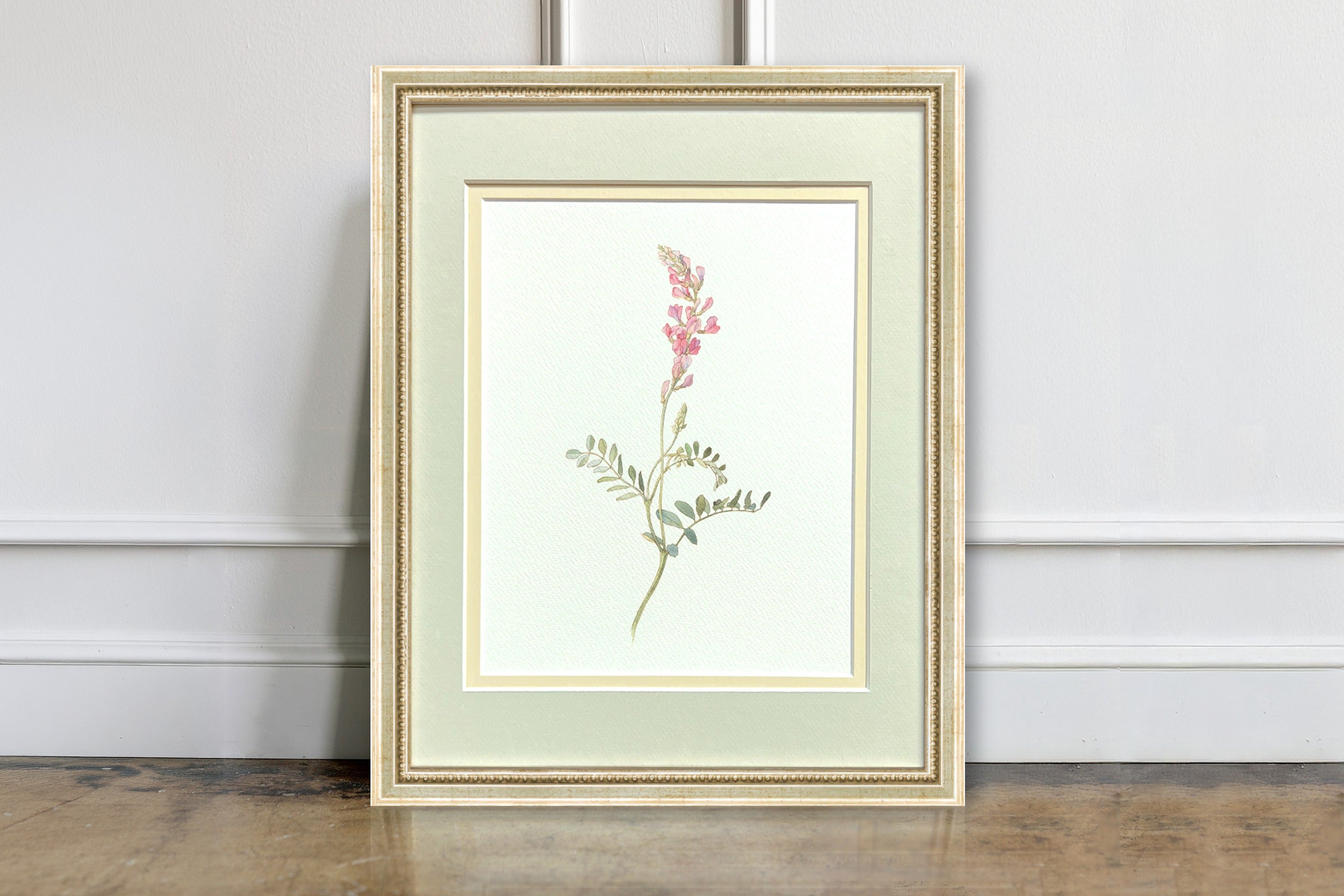 Watercolor Botanical Illustrations - Sweetvetch