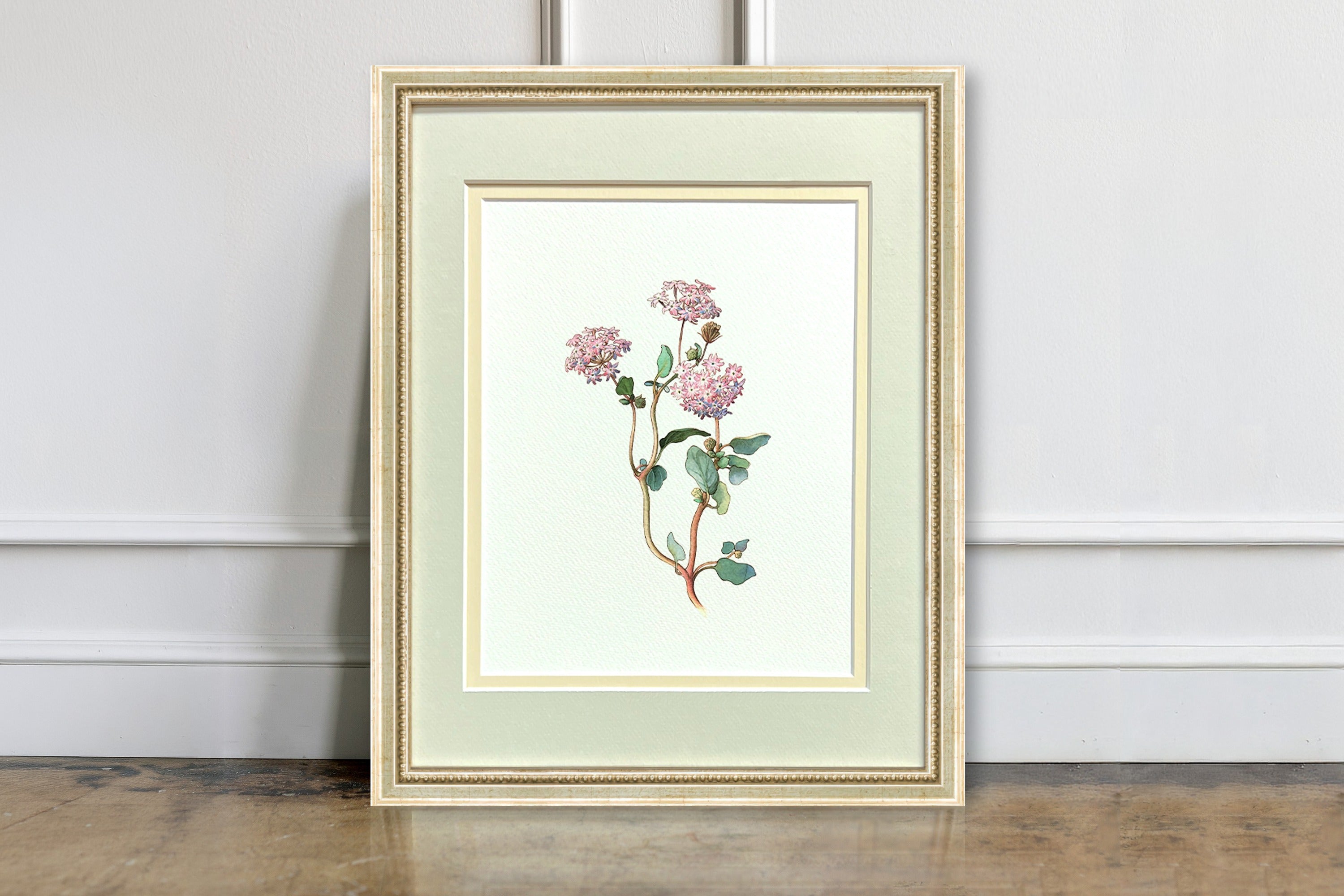 Watercolor Botanical Illustrations - Verbena