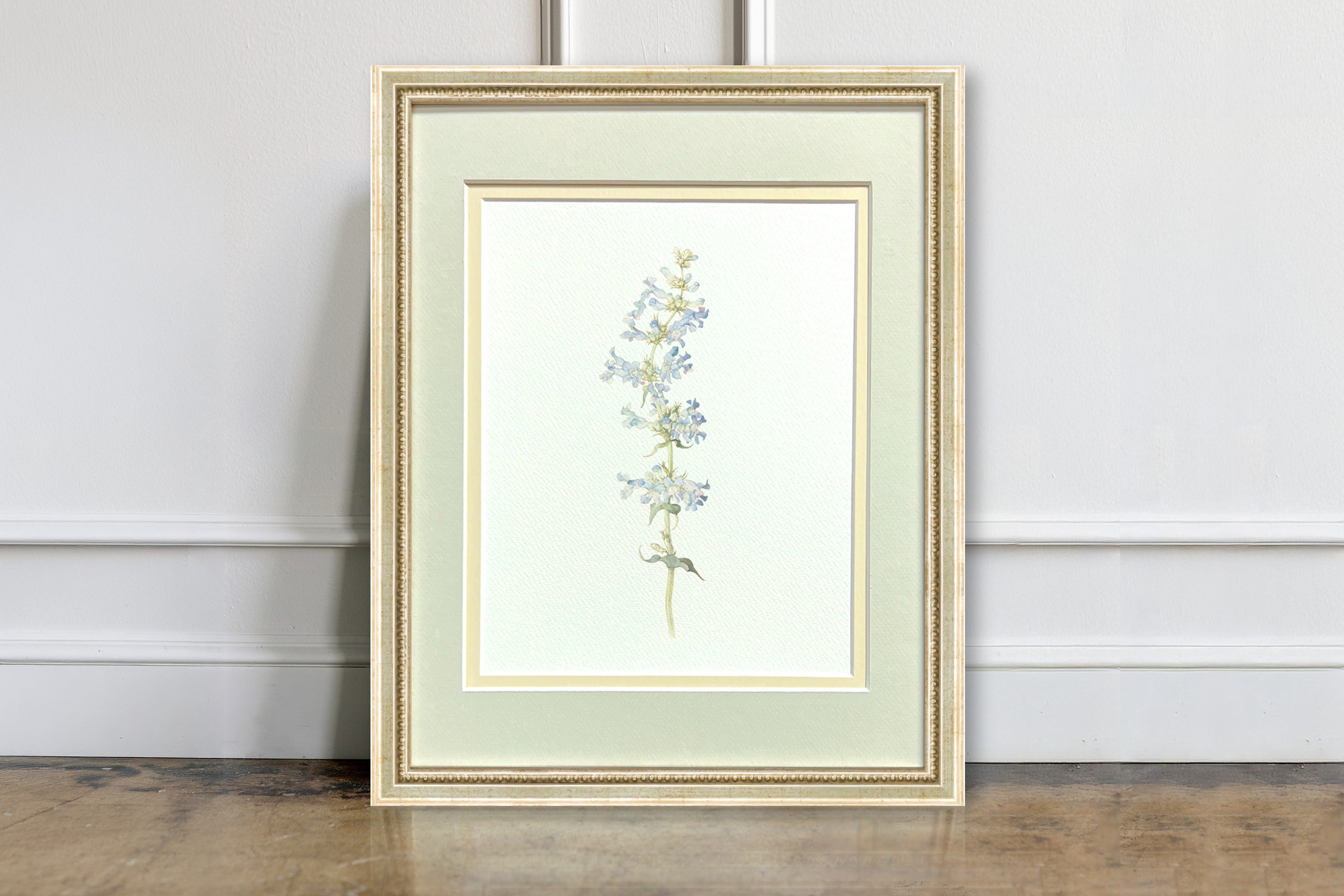 Watercolor Botanical Illustrations - Wasatch Penstemon