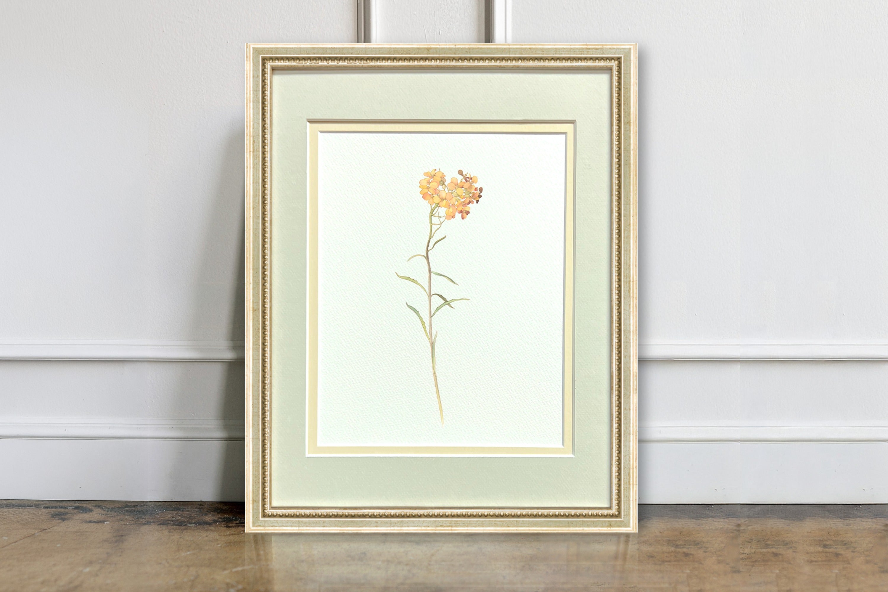 Watercolor Botanical Illustrations - Western Wallflower