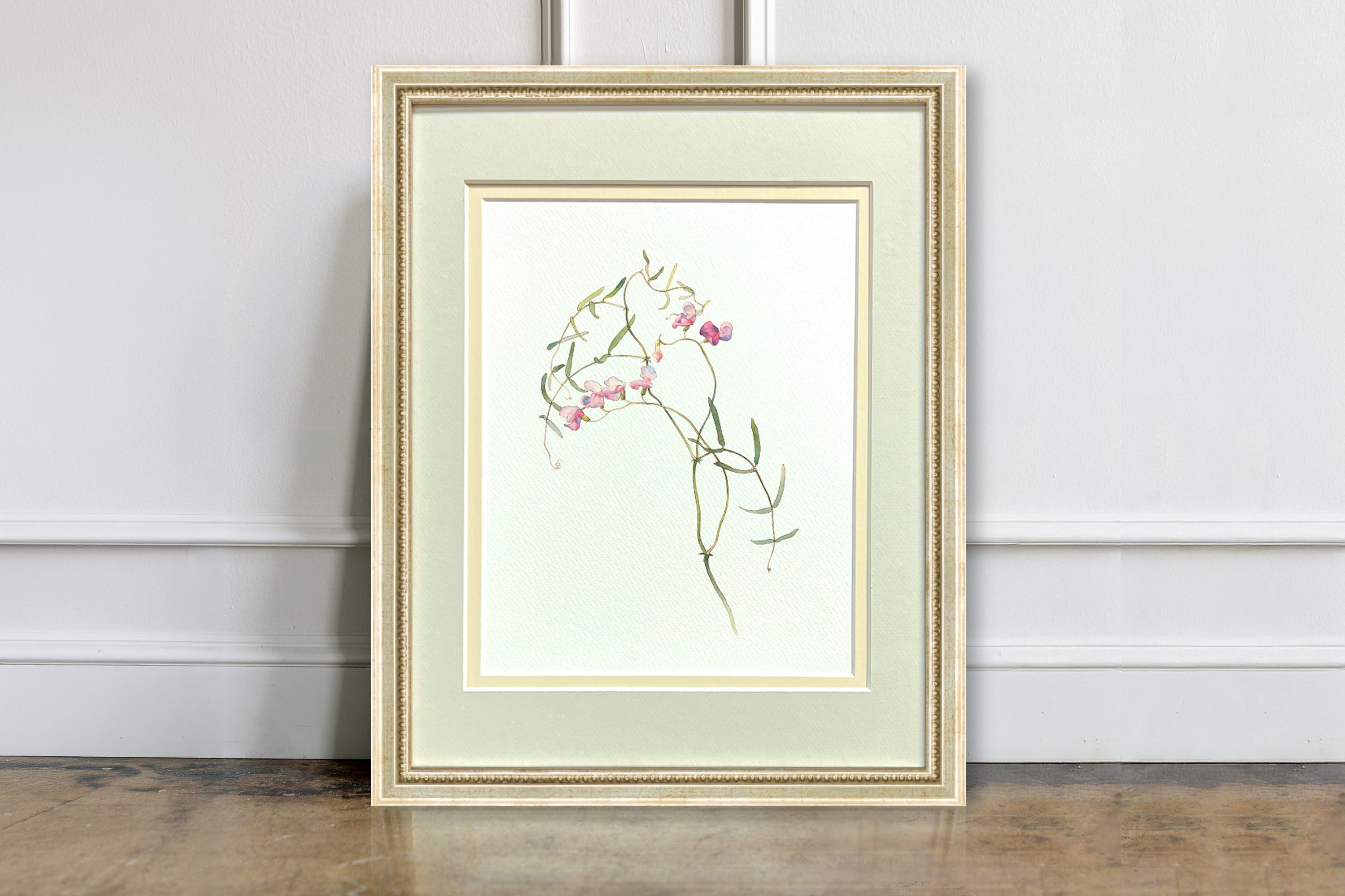Watercolor Botanical Illustrations - Wild Sweet Pea