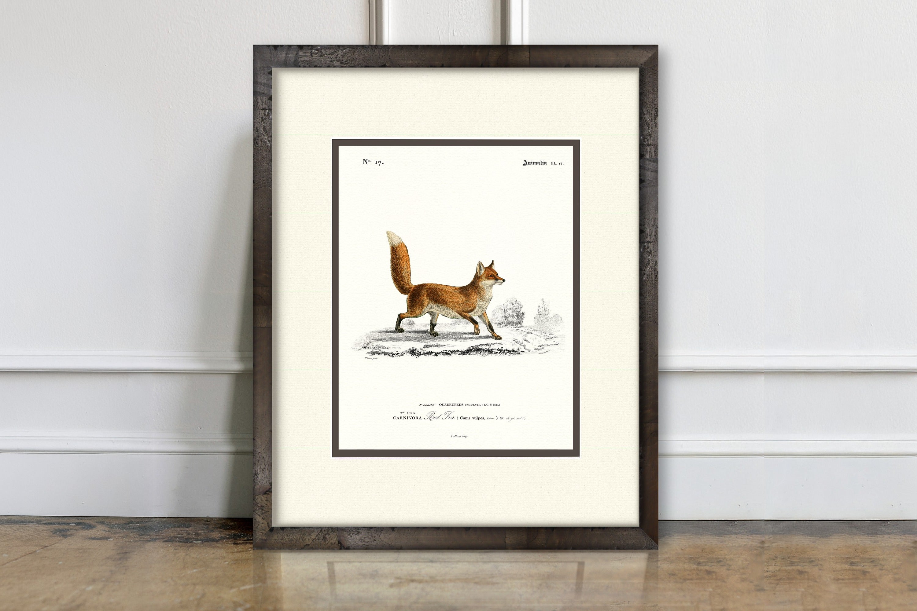 Woodland Illustrations - Red Fox