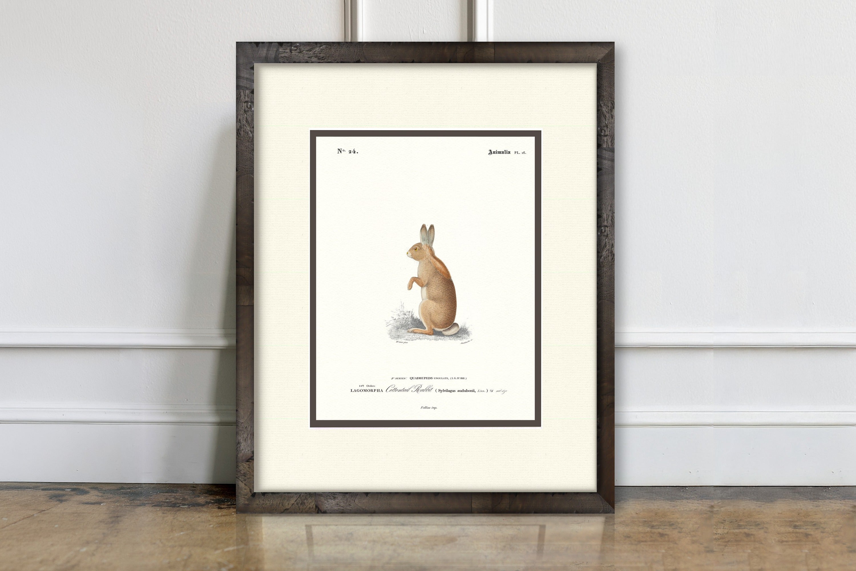 Woodland Illustrations - Cottontail Rabbit