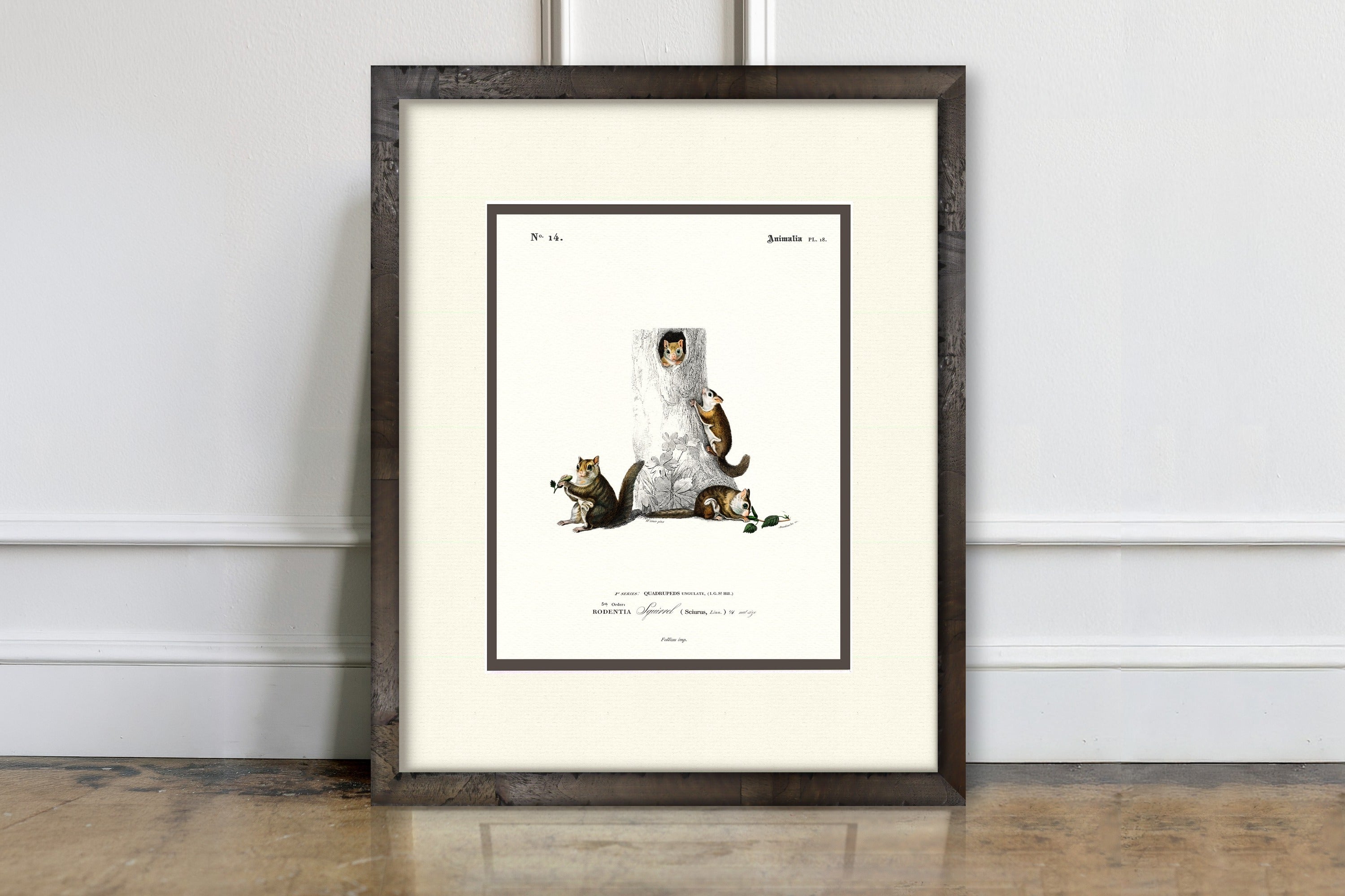 Woodland Illustrations - Squirrels