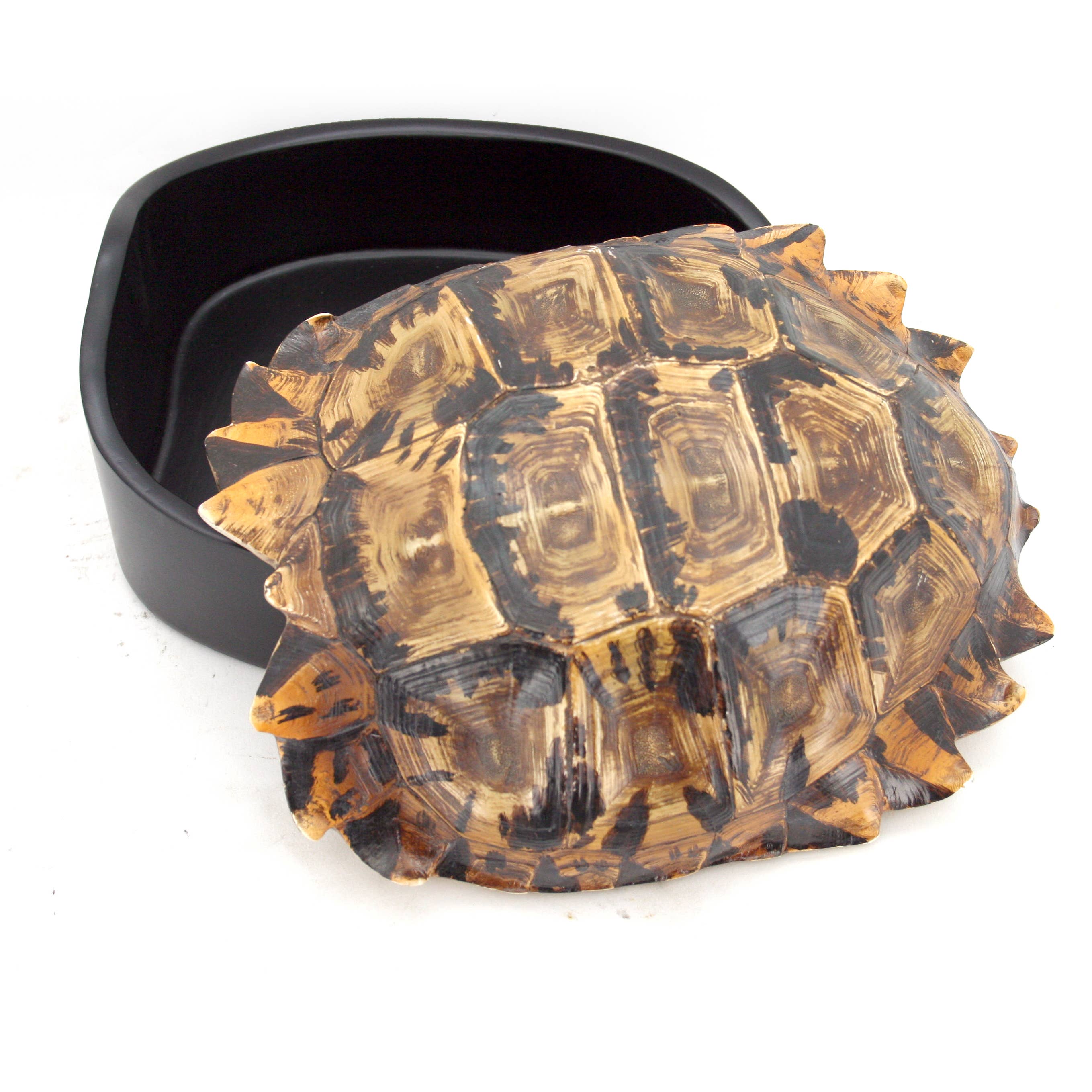 Turtle Shell Box