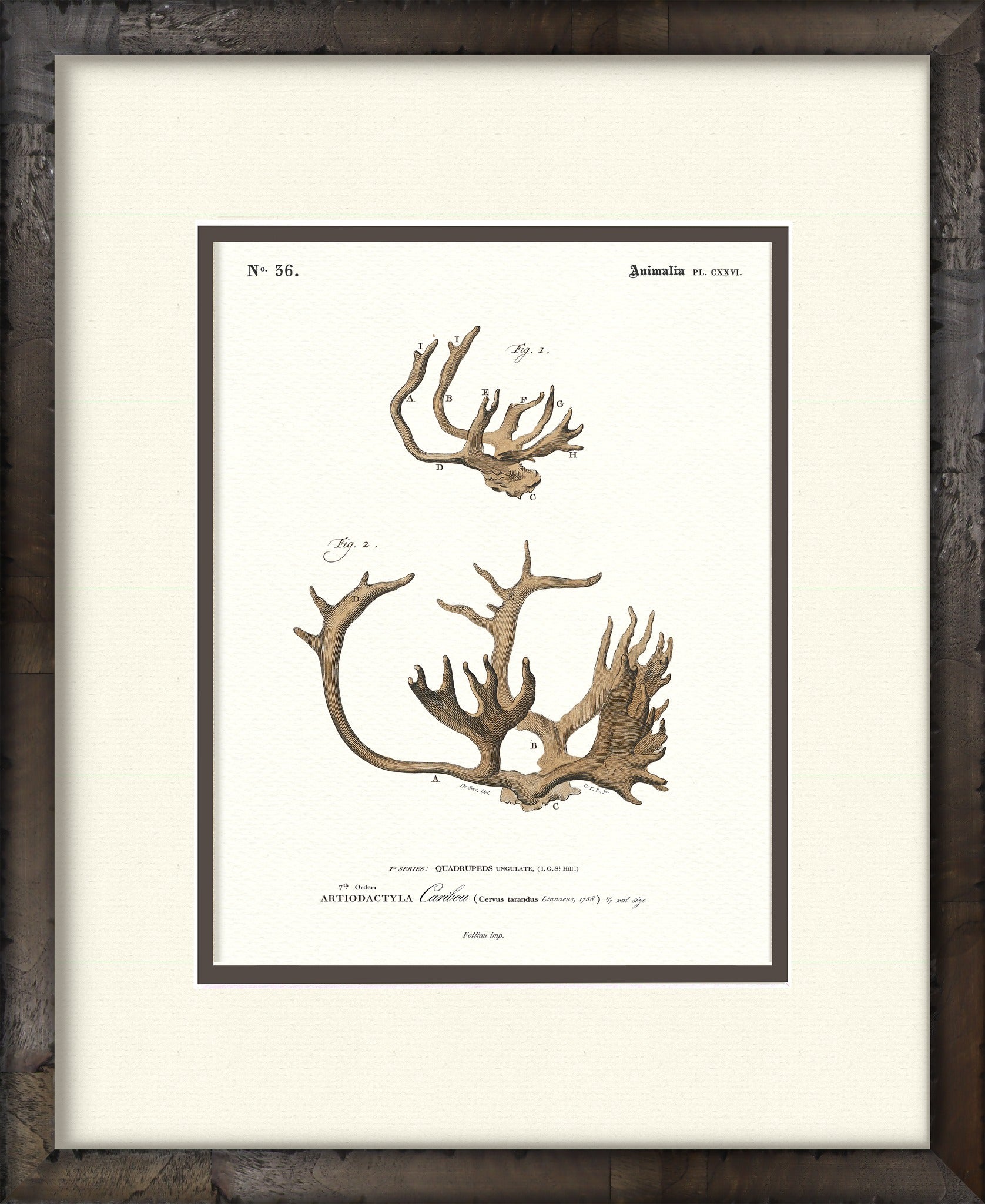 Caribou vintage antler illustration — framed print