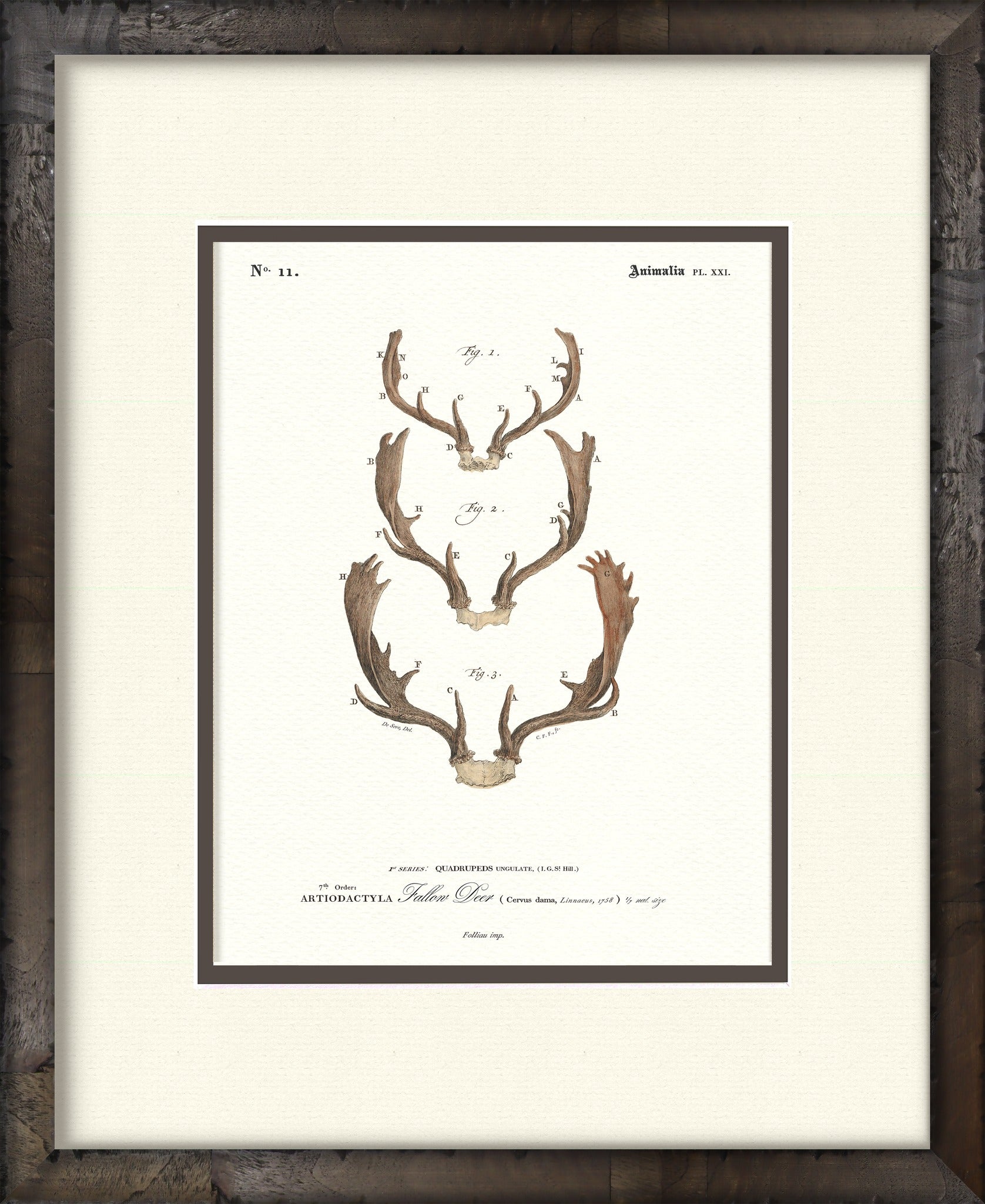 Fallow Deer vintage antler illustration — framed print