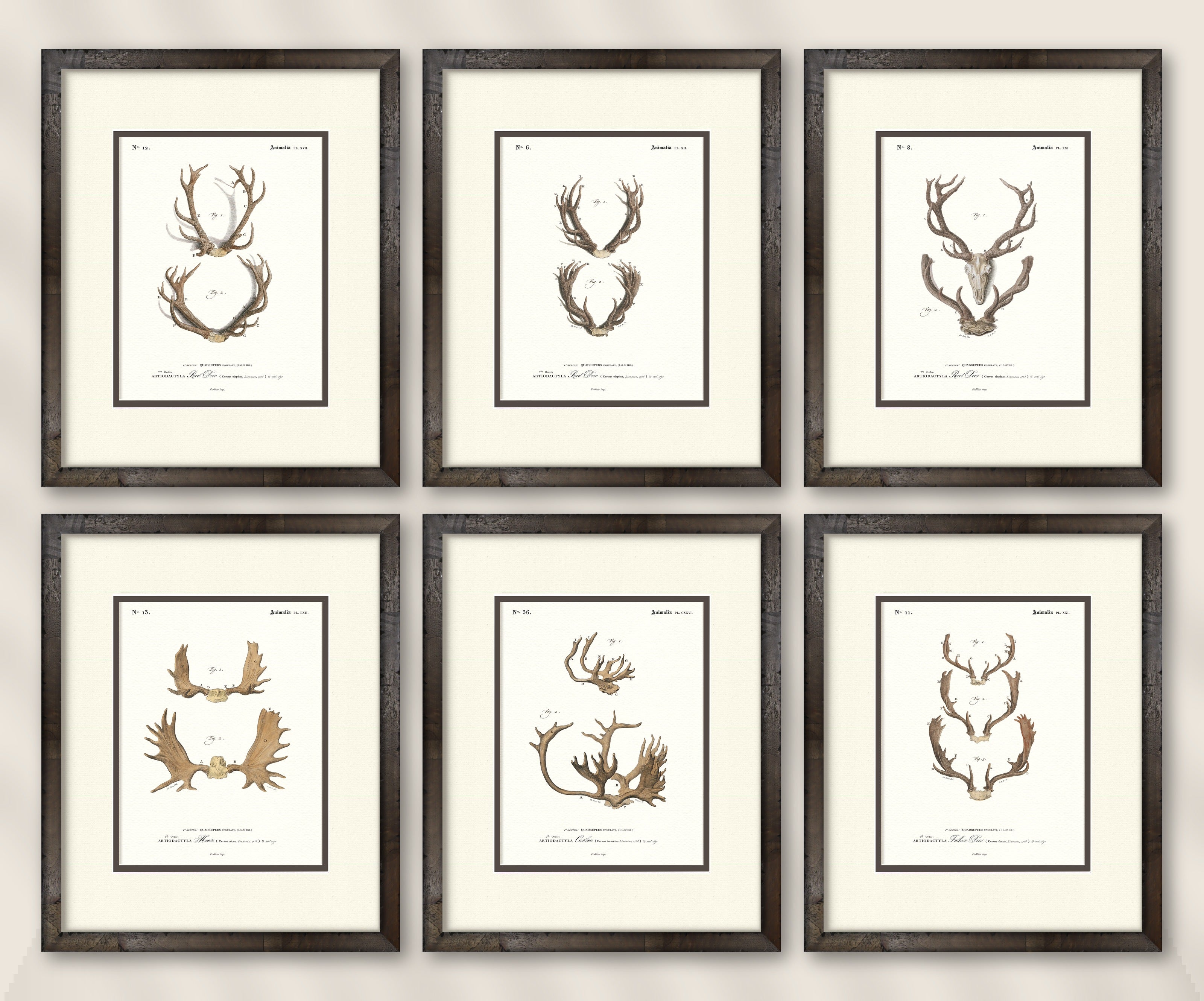 Vintage Antler Illustrations — set of 6 gallery wall