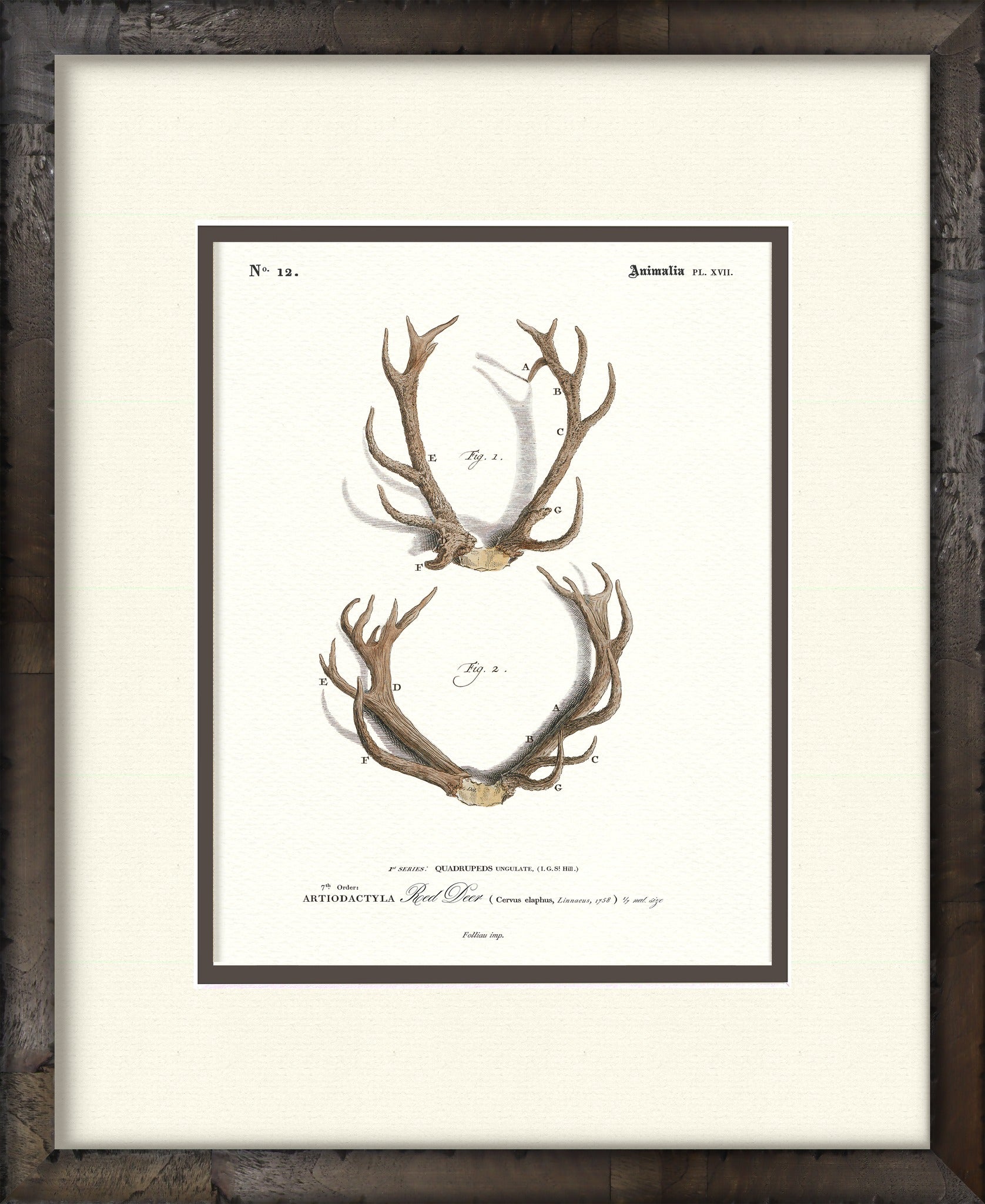 Red Deer #12 vintage antler illustration — framed print