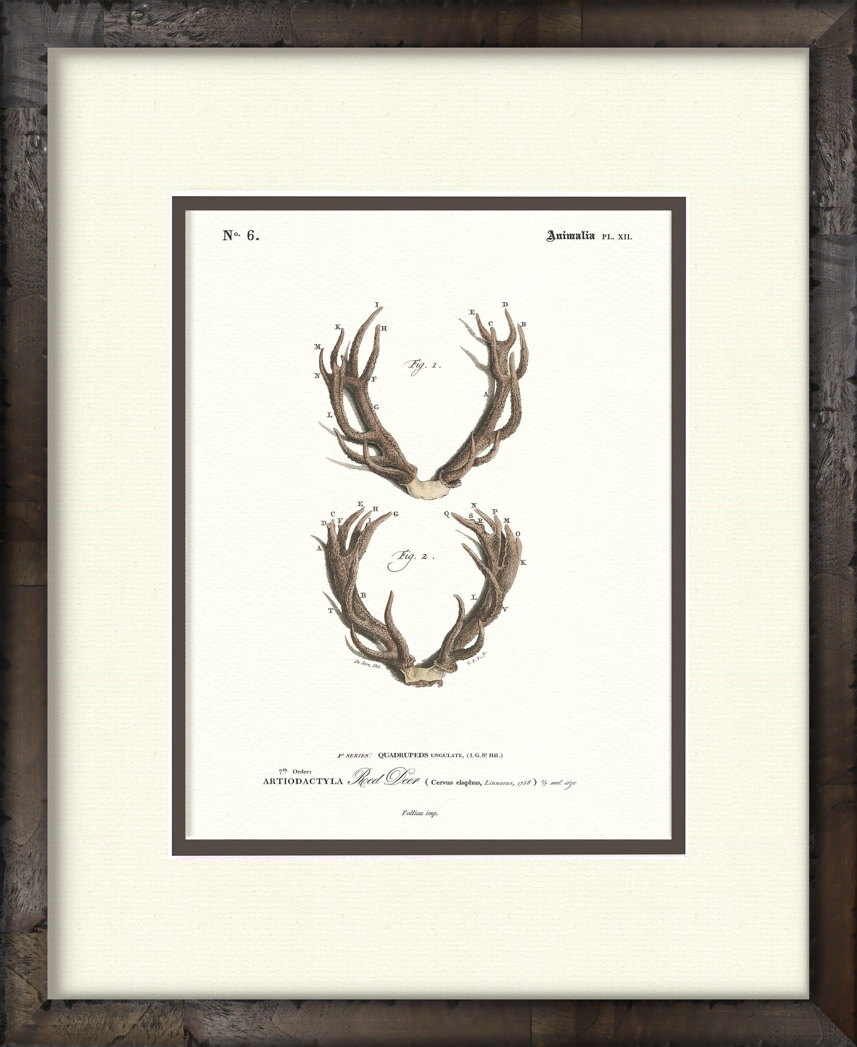 Red Deer #6 vintage antler illustration — framed print