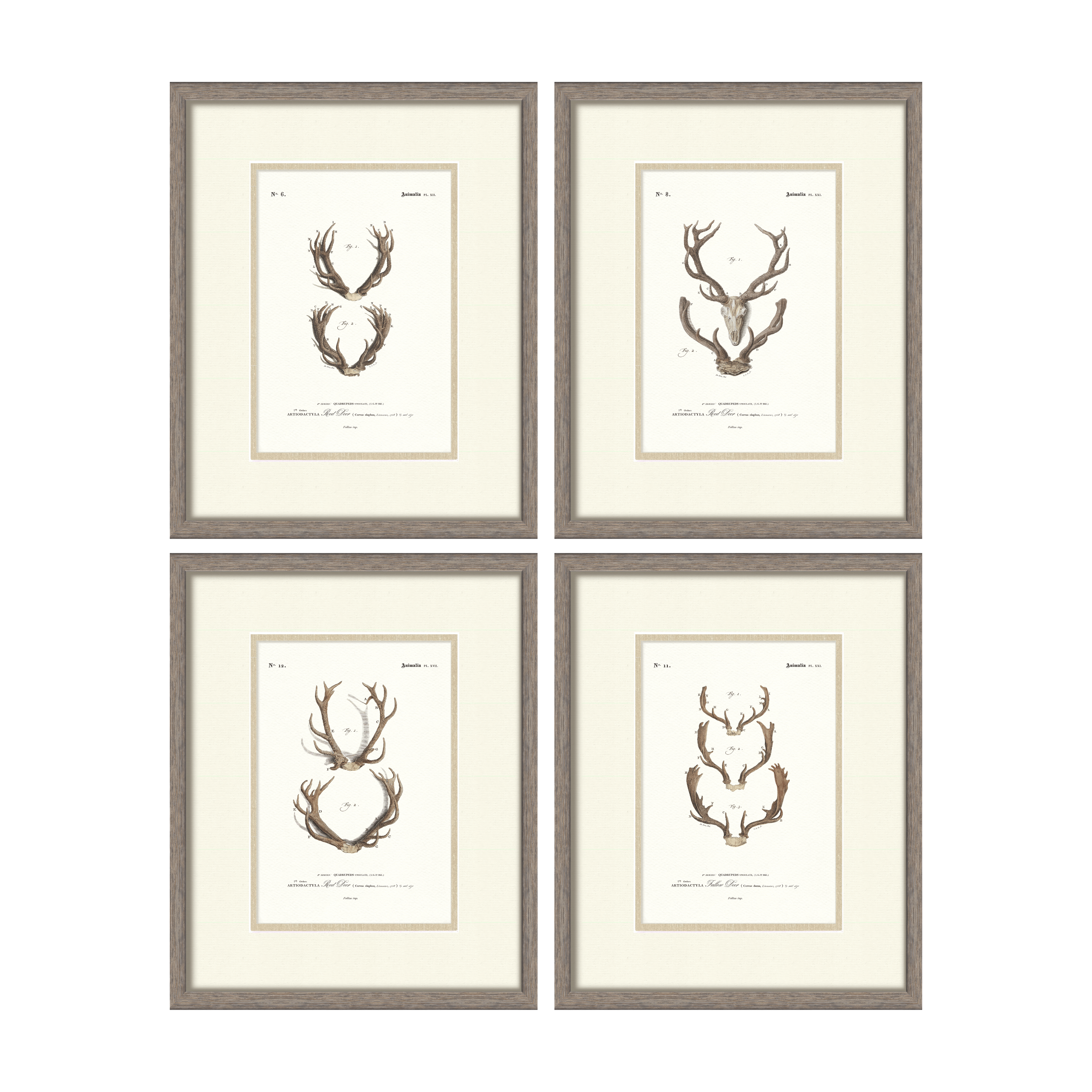 Vintage Antler Illustrations - Curated Set of 4