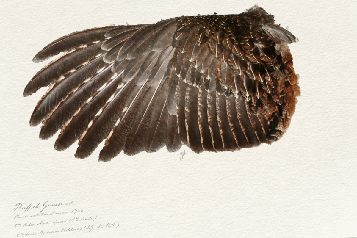 Illustrated Game Bird Wings - Ruffed Grouse Cock