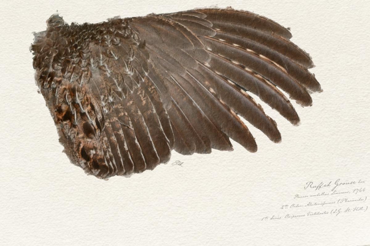 Illustrated Game Bird Wings - Ruffed Grouse Hen