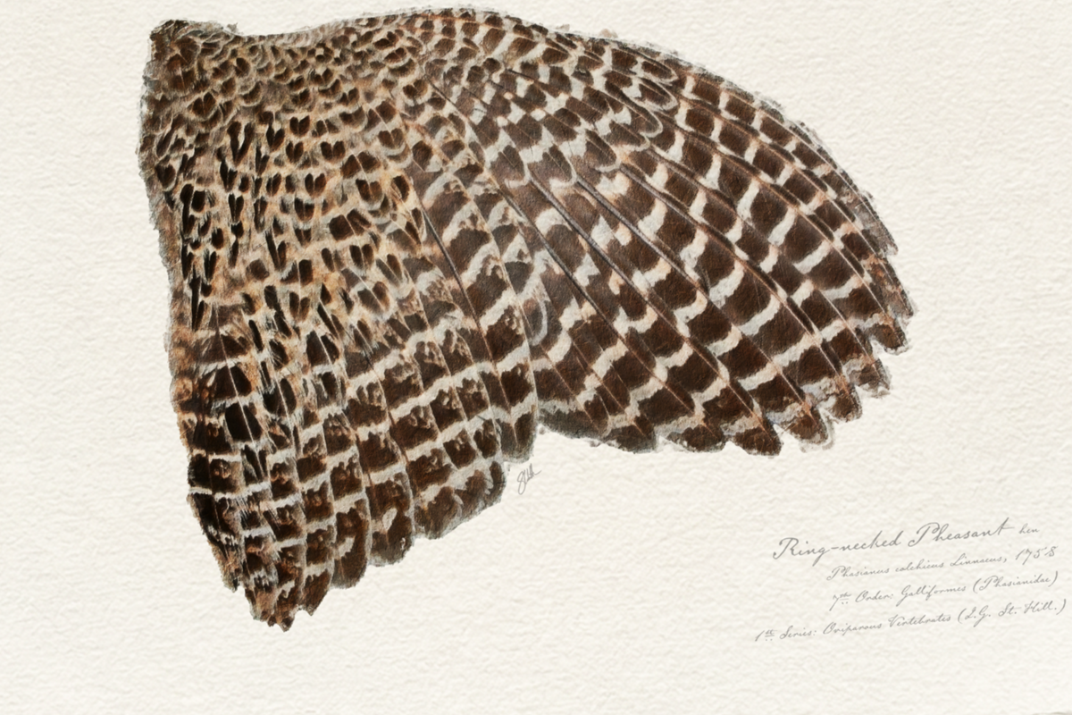 Illustrated Game Bird Wings - Ring-Necked Pheasant Hen
