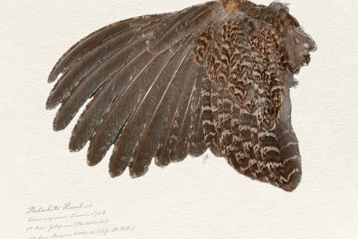 Illustrated Game Bird Wings - Bobwhite Quail Cock