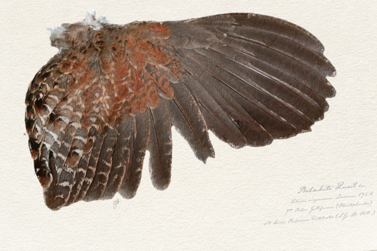 Illustrated Game Bird Wings - Bobwhite Quail Hen