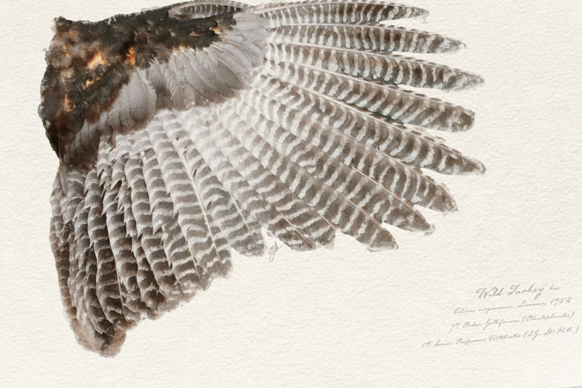 Illustrated Game Bird Wings - Wild Turkey Hen