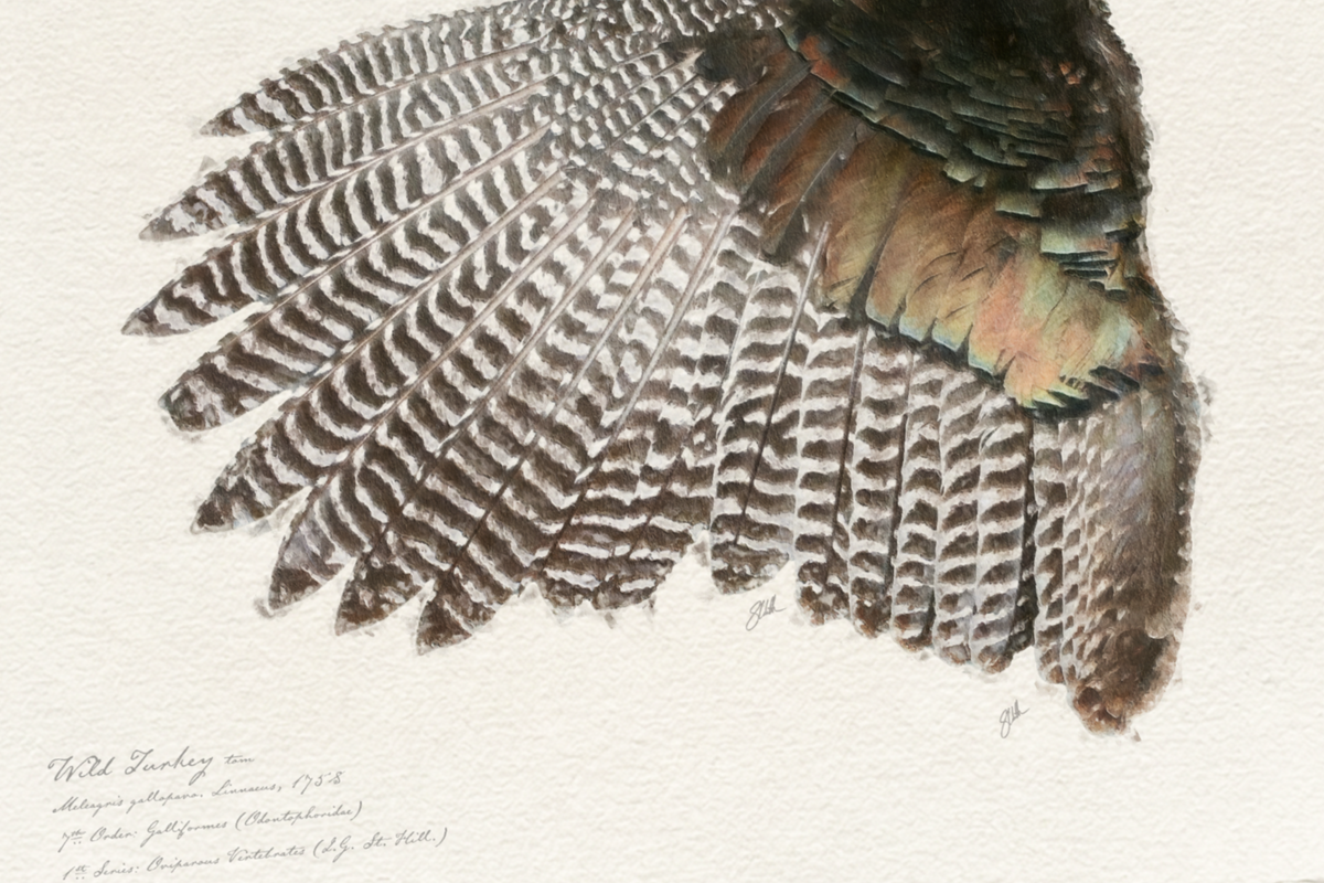 Illustrated Game Bird Wings - Wild Turkey Tom