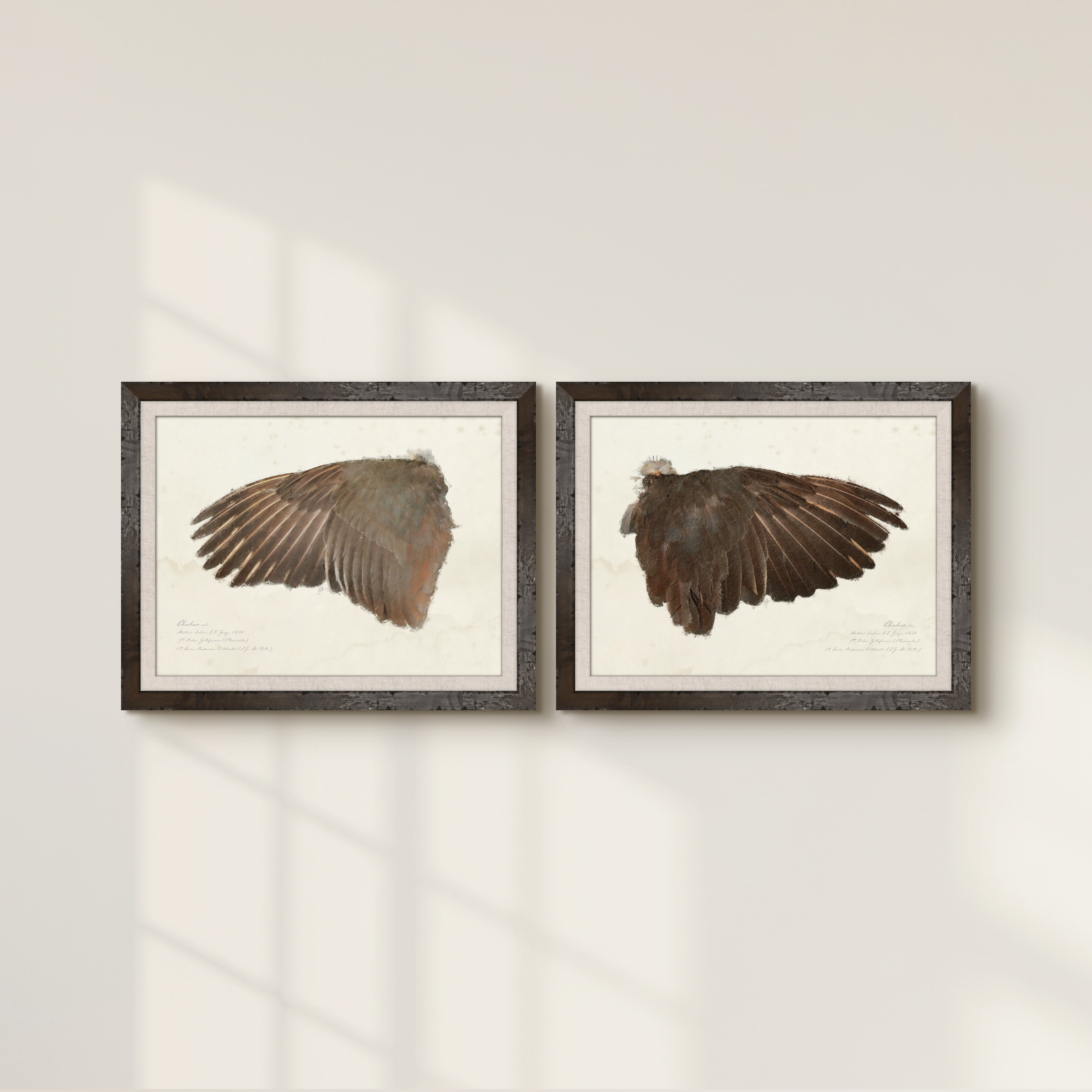 Illustrated Game Bird Wings - Chukar Hen