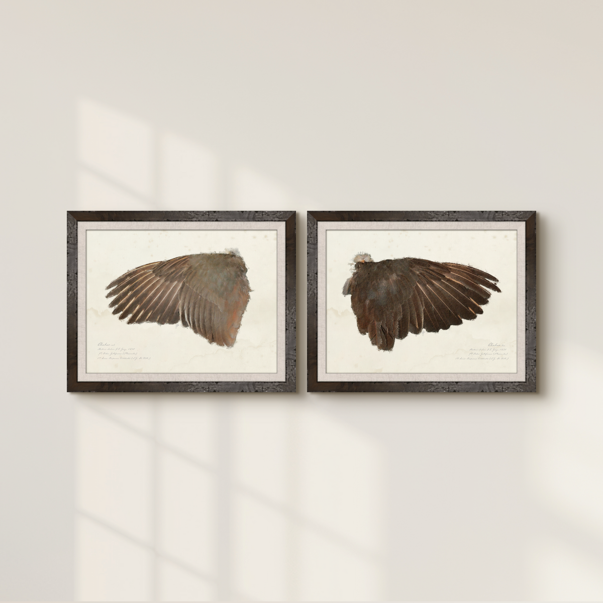 Illustrated Game Bird Wings - Chukar Cock