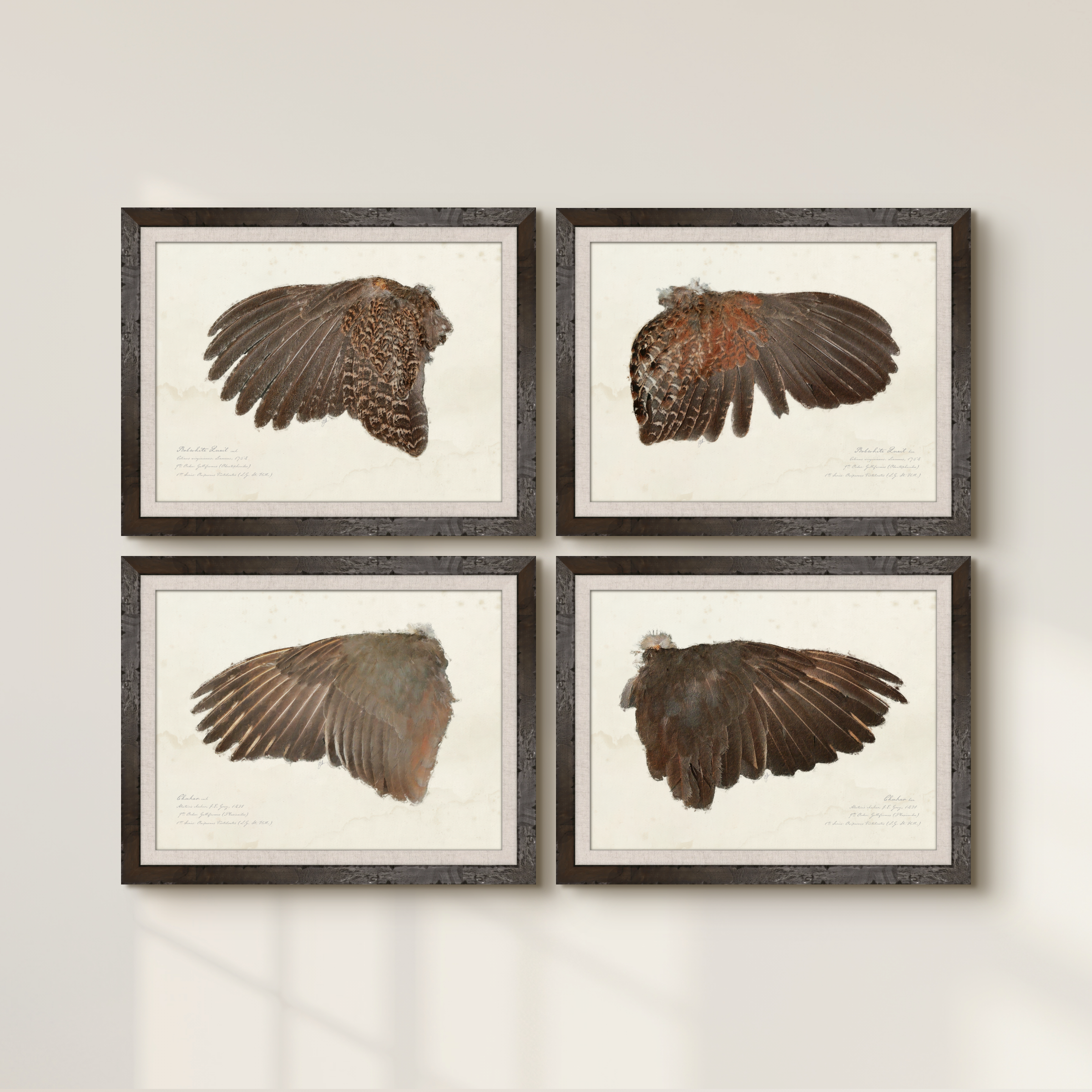 Illustrated Game Bird Wings - Bobwhite Quail Cock