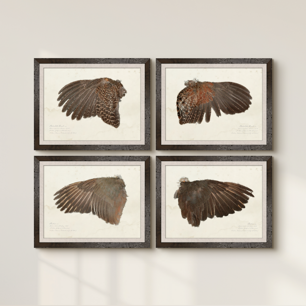 Illustrated Game Bird Wings - Chukar Cock