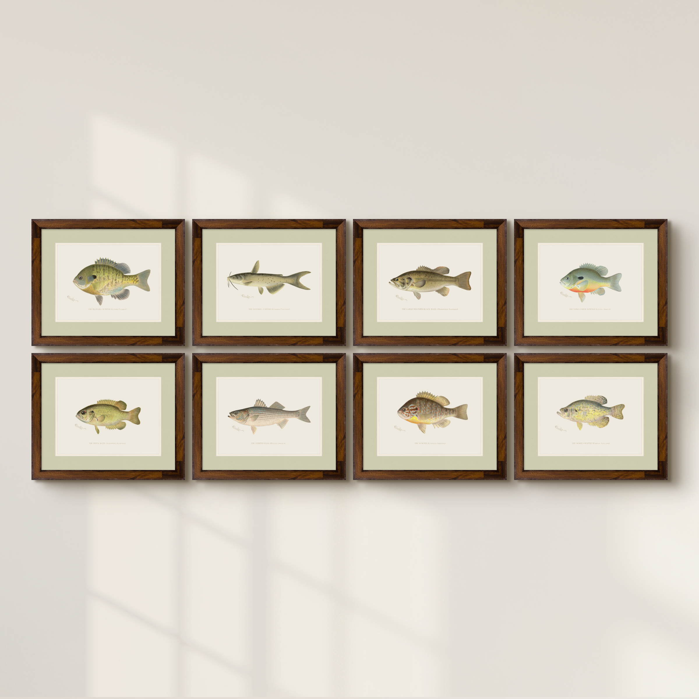Freshwater Fish Illustrations - Large-Mouthed Bass