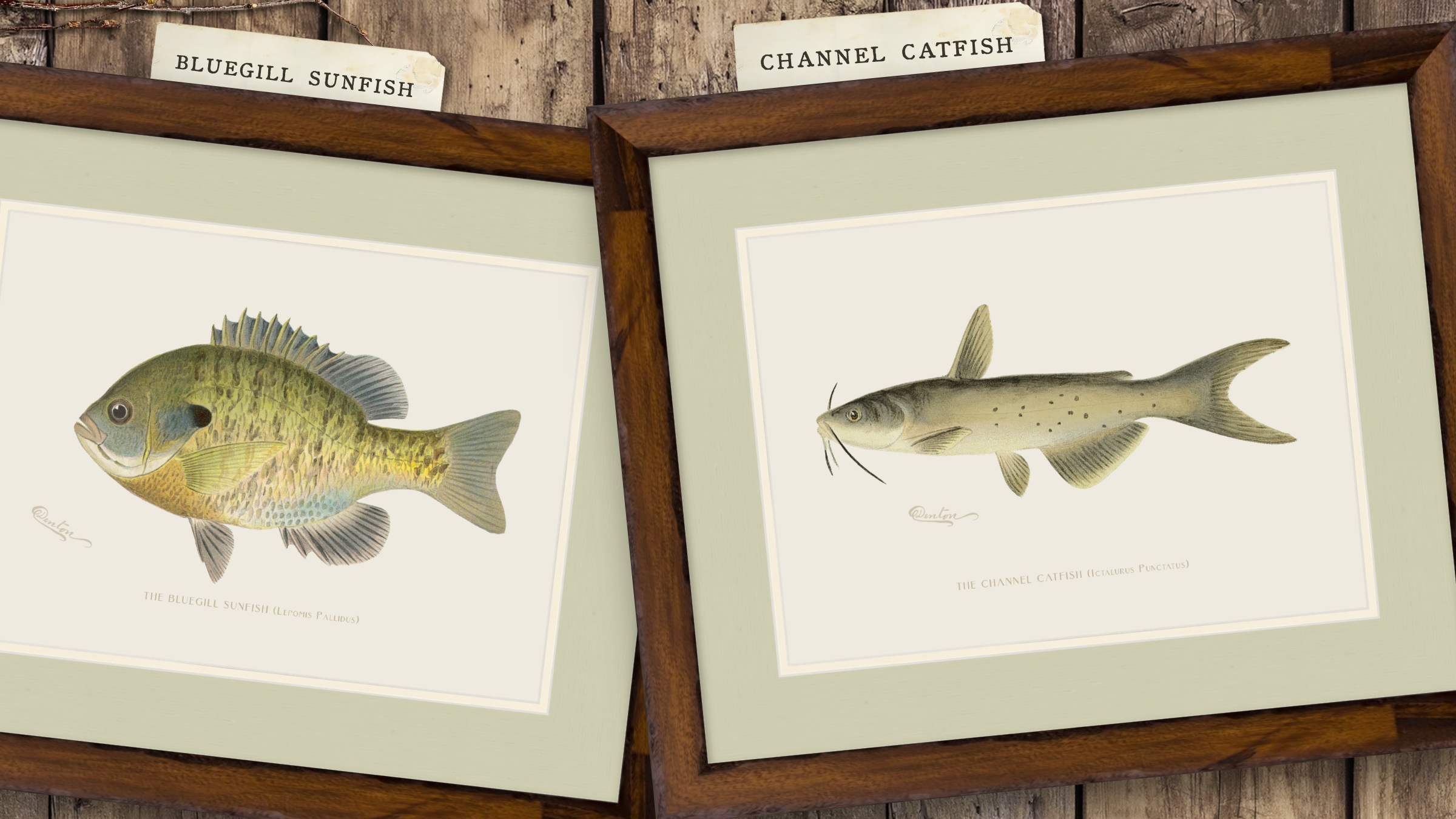 Freshwater Fish Illustrations - Channel Catfish