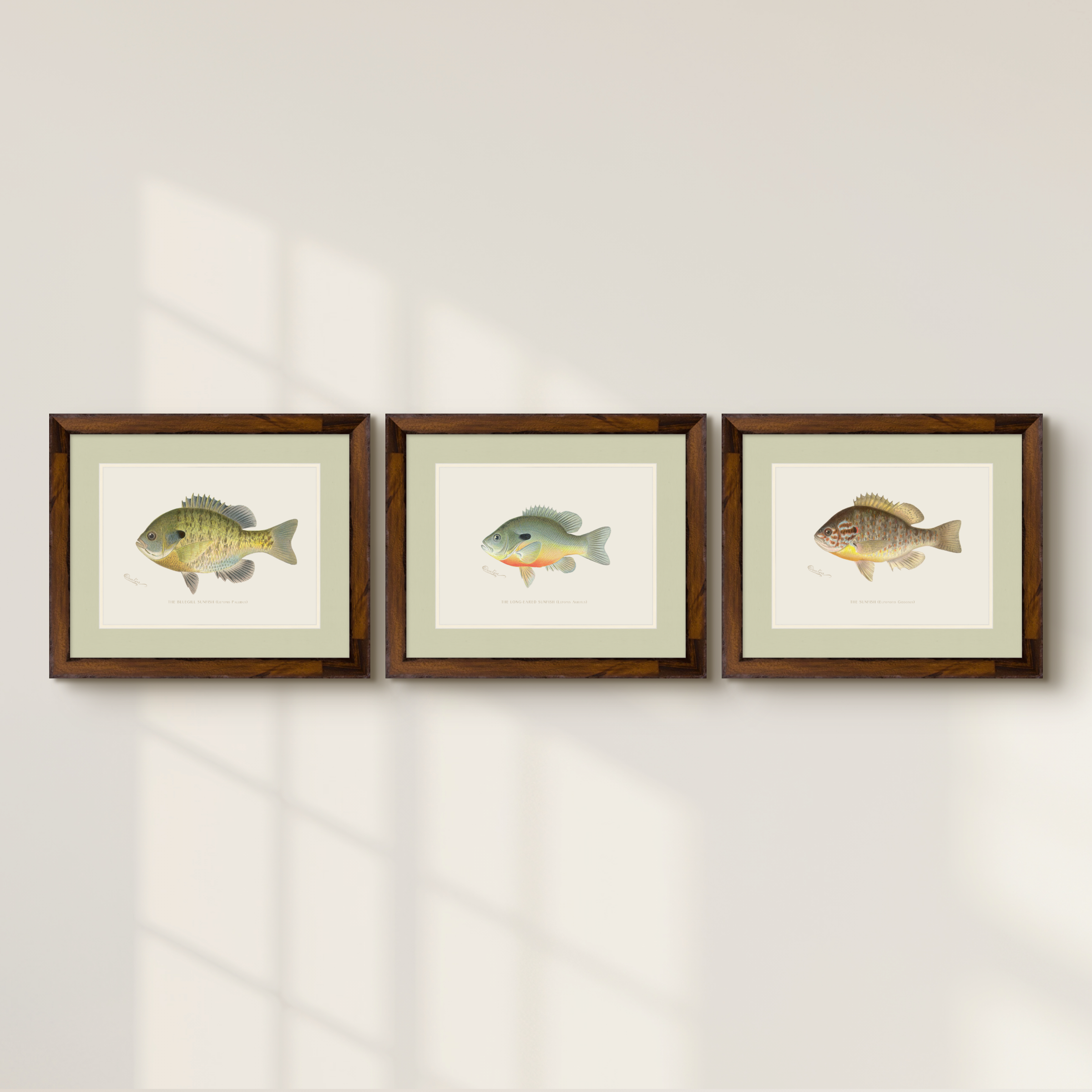Freshwater Fish Illustrations - Long-Eared Sunfish