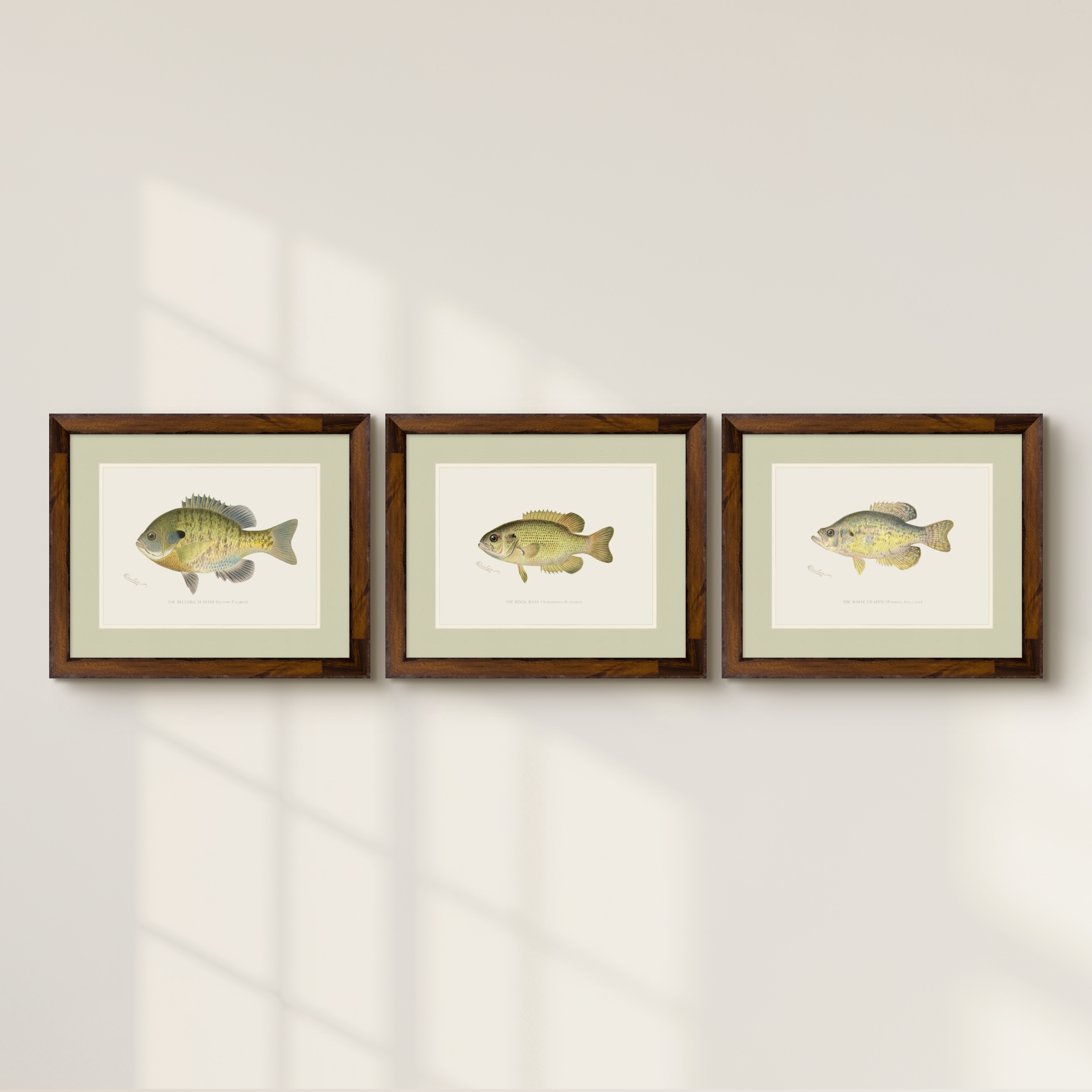 Freshwater Fish Illustrations - Rock Bass