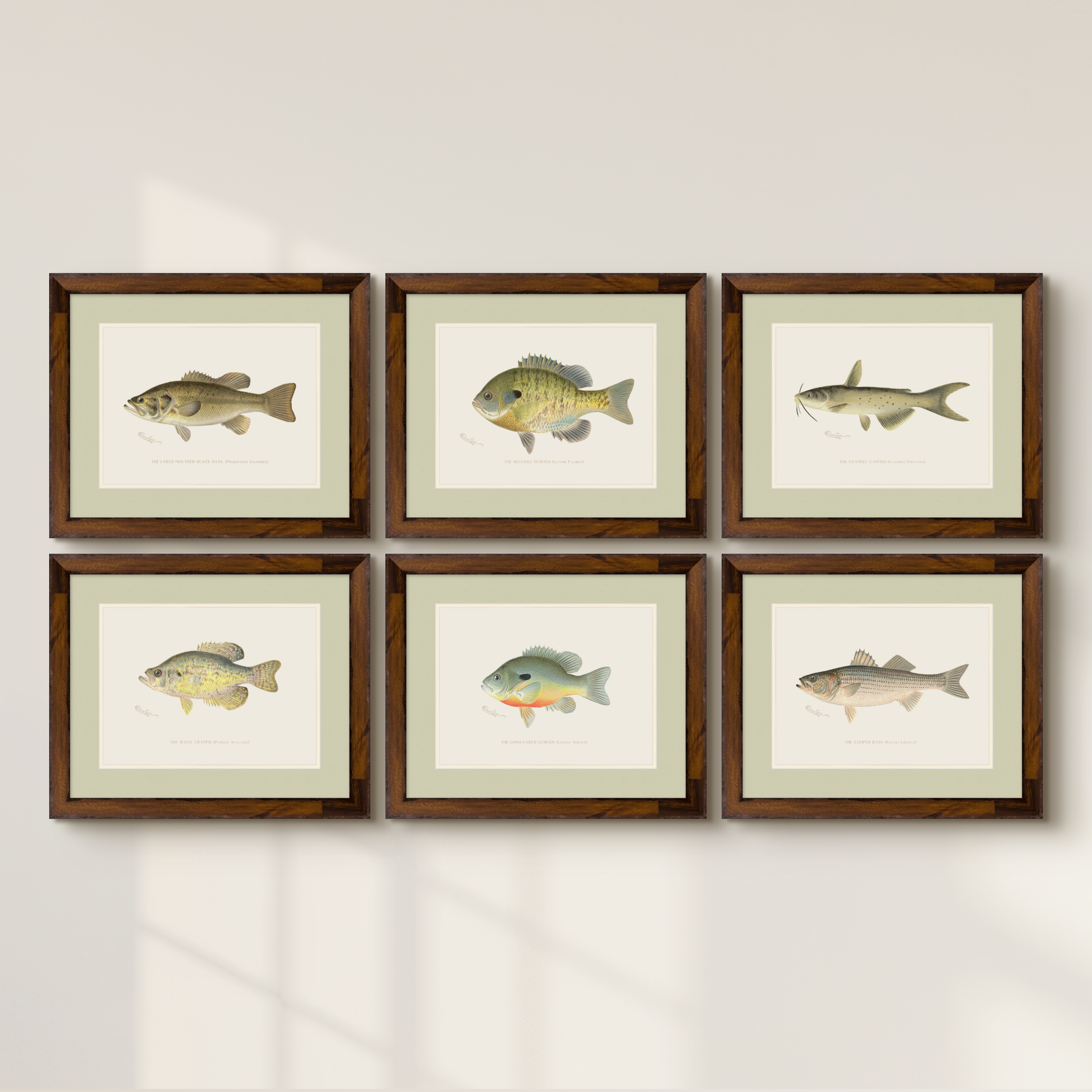 Freshwater Fish Illustrations - Large-Mouthed Bass