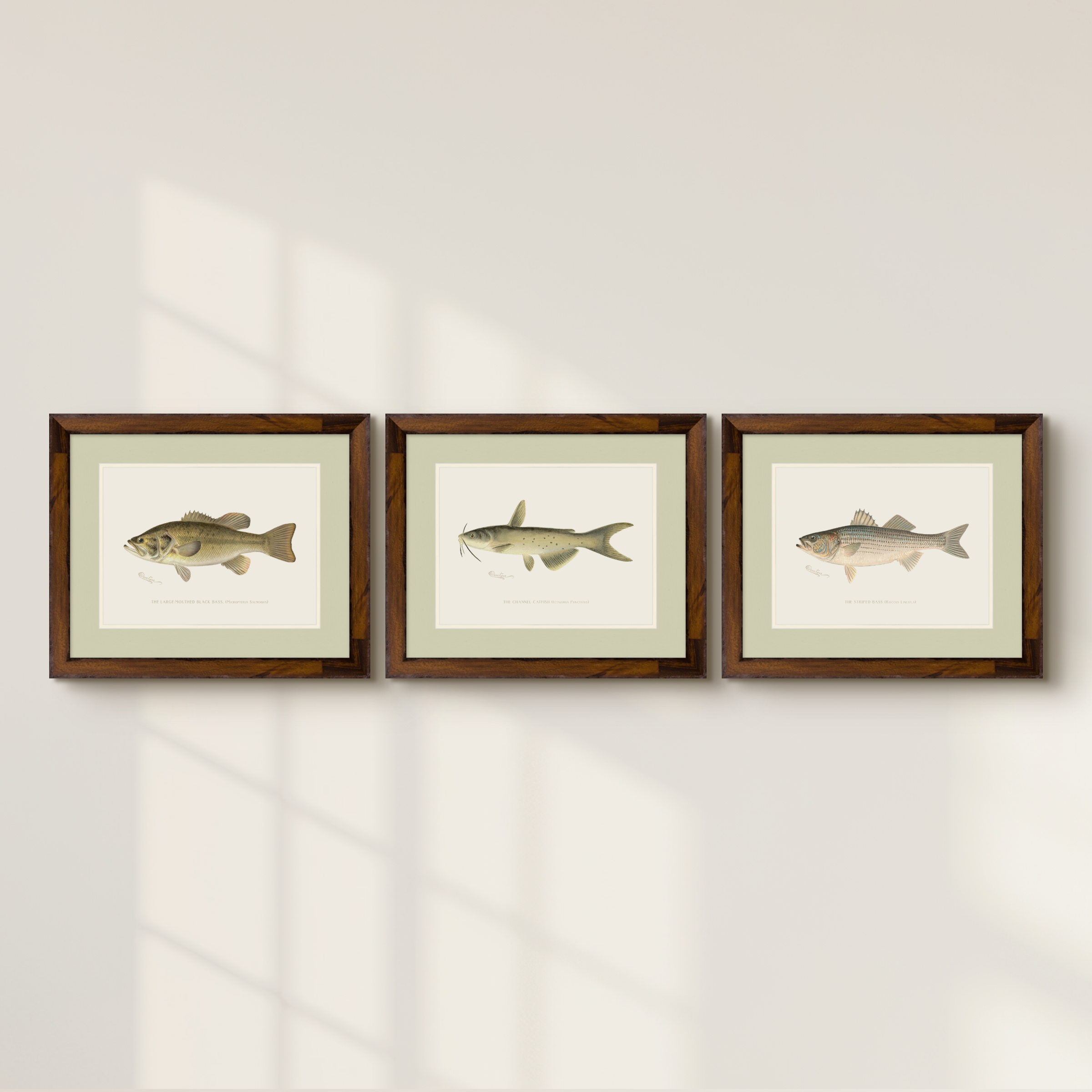 Freshwater Fish Illustrations - Large-Mouthed Bass