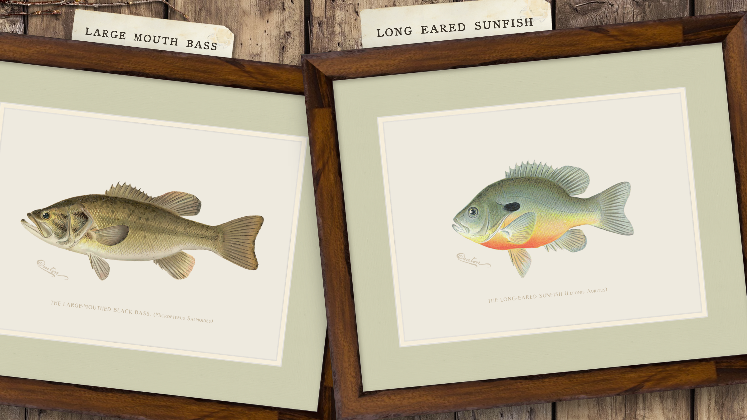 Freshwater Fish Illustrations - Large-Mouthed Bass