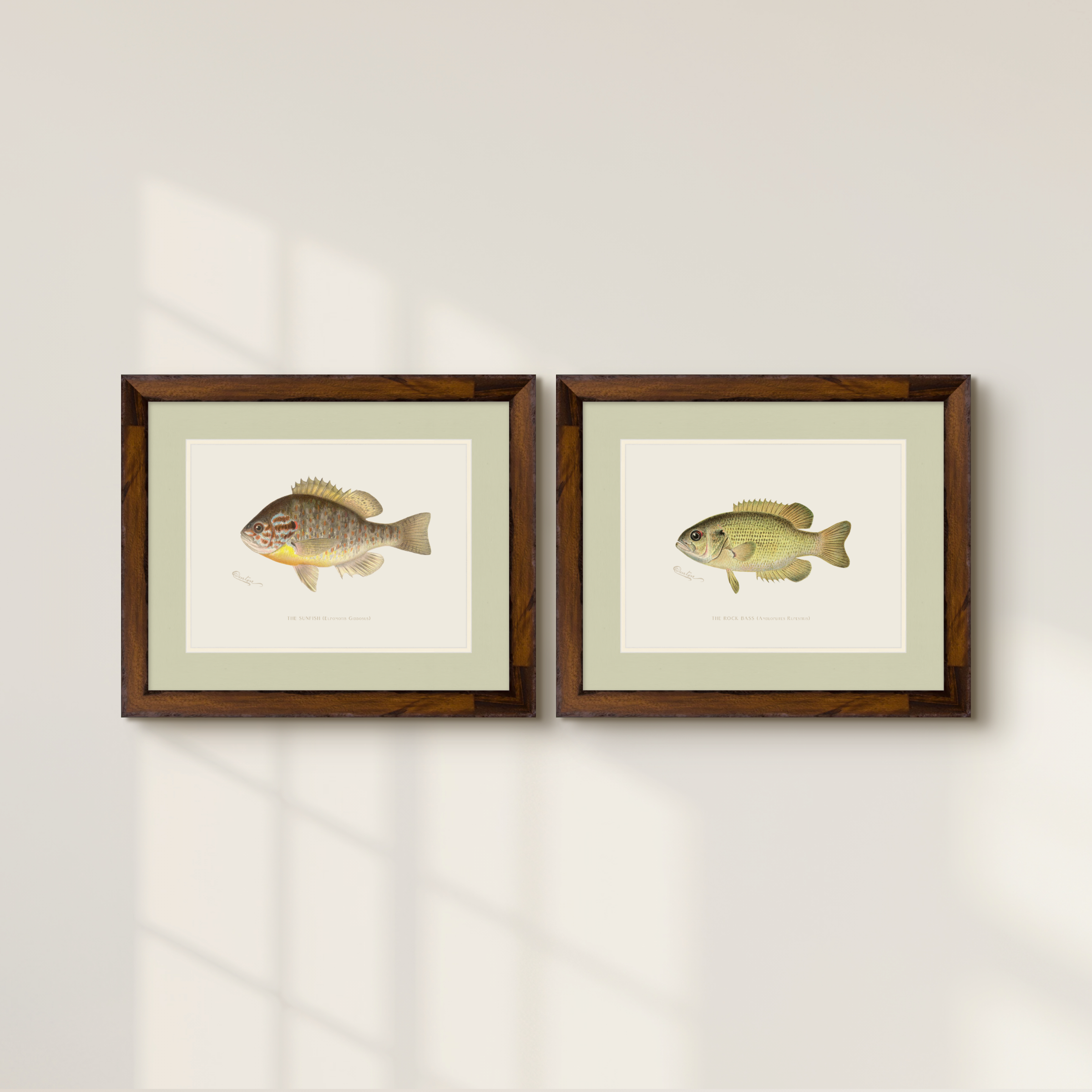 Freshwater Fish Illustrations - Sunfish