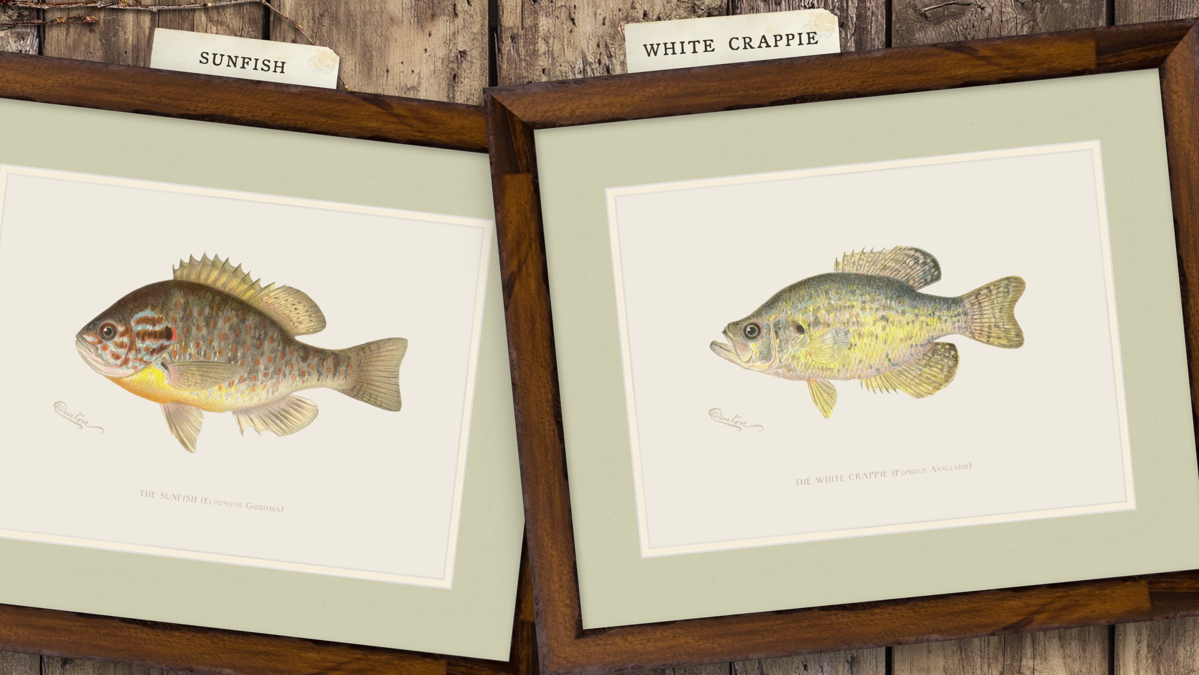 Freshwater Fish Illustrations - White Crappie