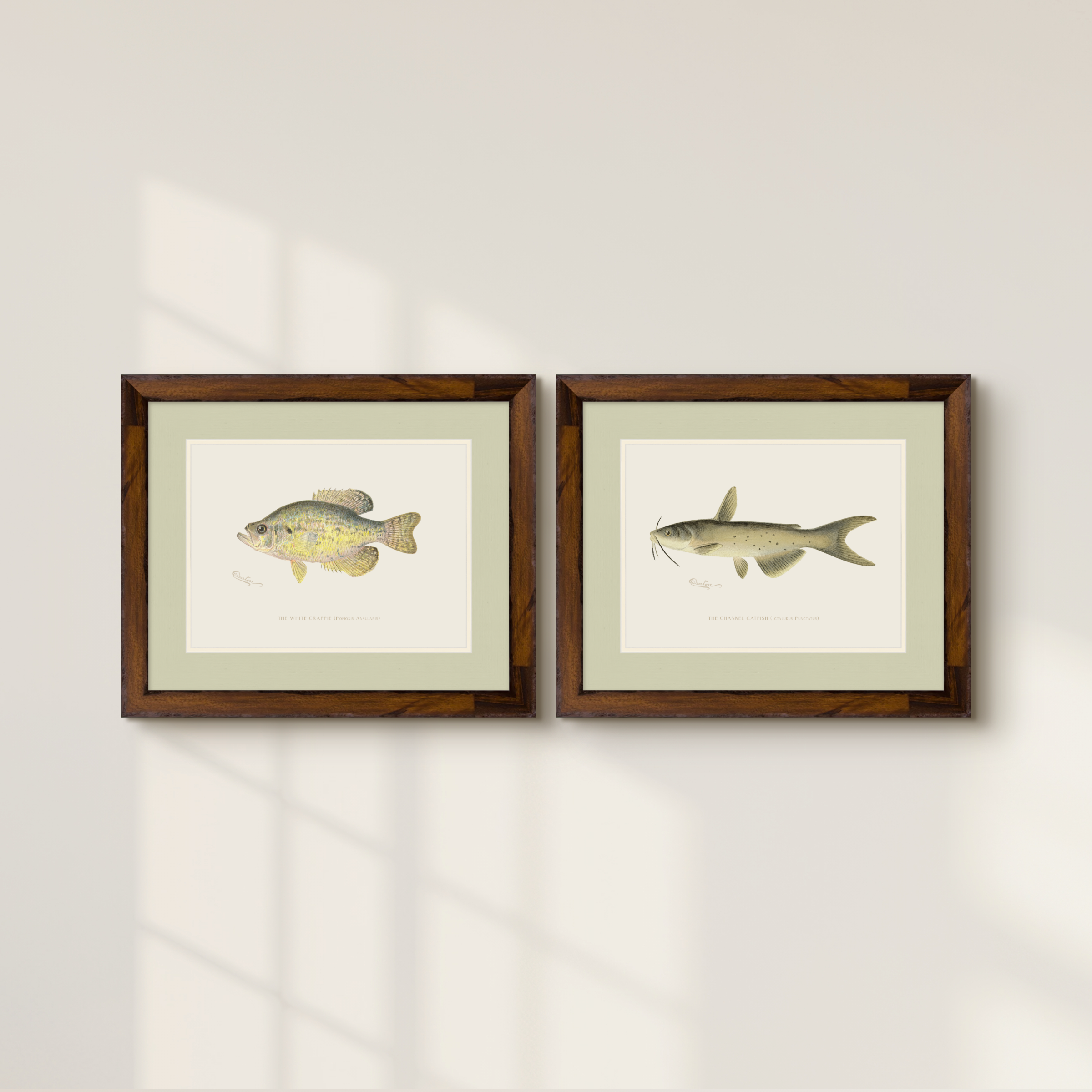 Freshwater Fish Illustrations - White Crappie